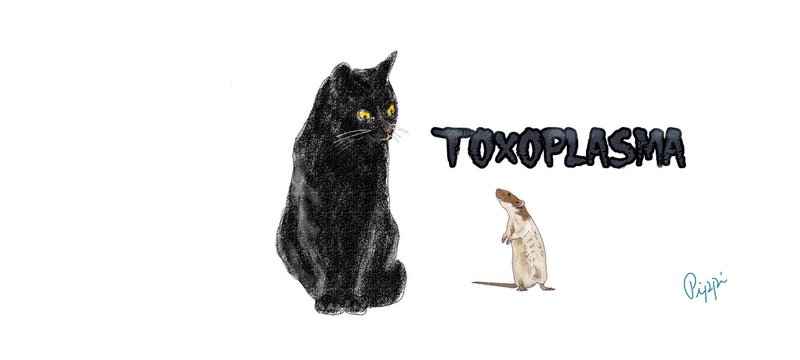 Toxoplasmaにやられてるよ　おめーは。