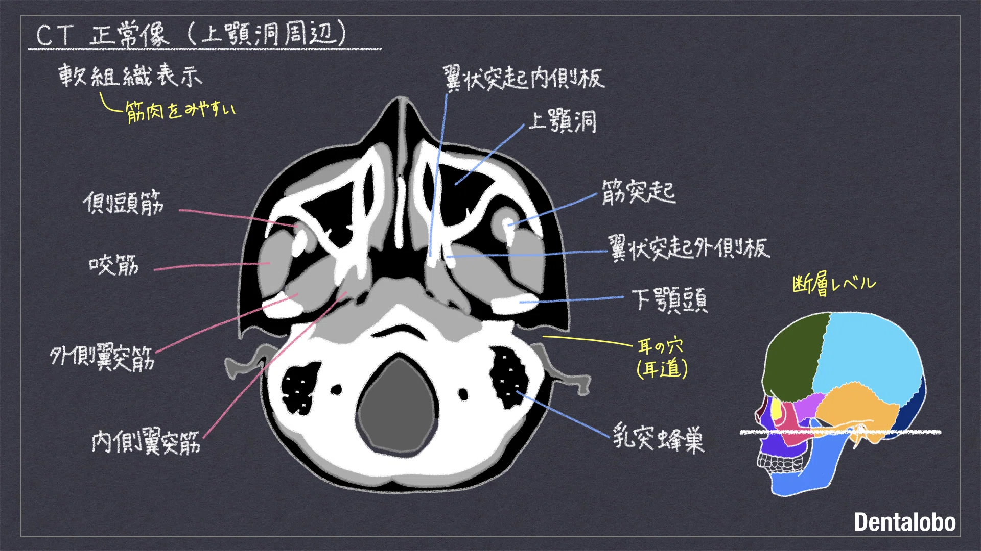 放射線学|Dentalobo|note
