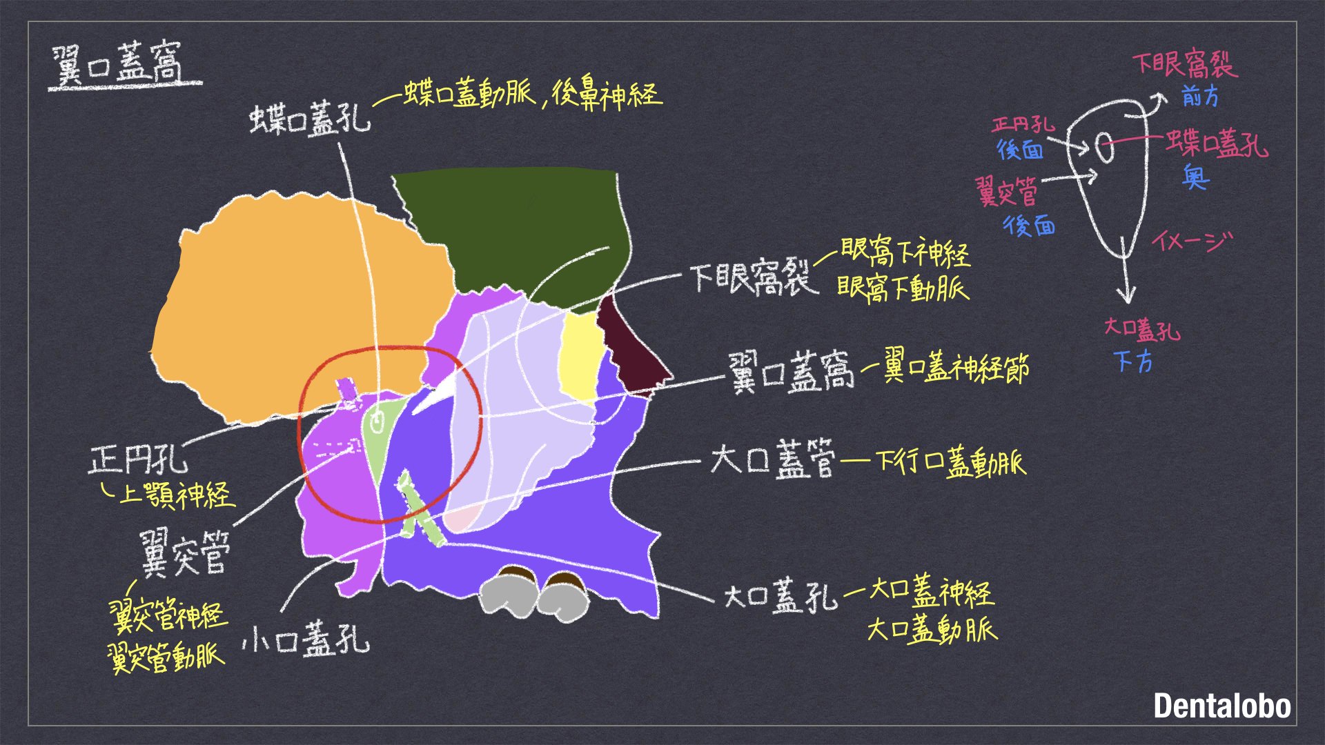解剖学 Dentalobo Note 解剖学 Dentalobo Note