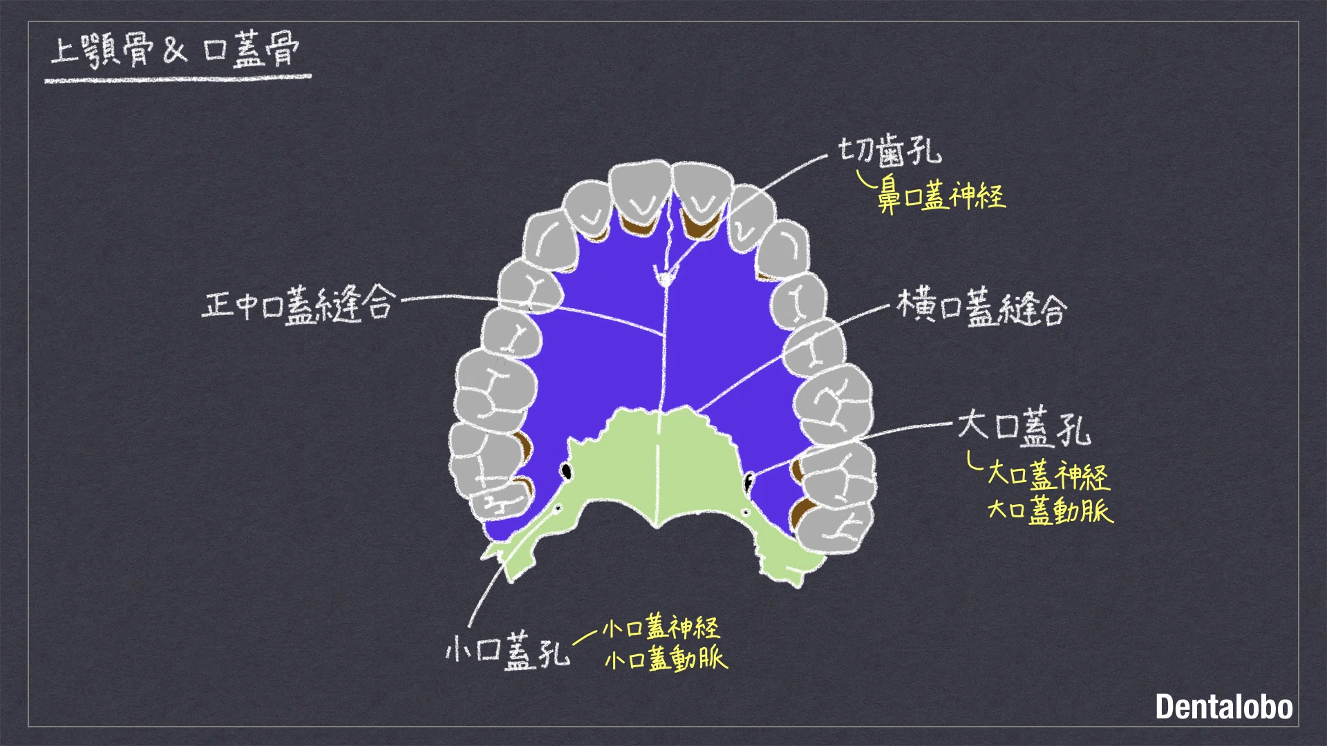 解剖学Ⅰ|Dentalobo