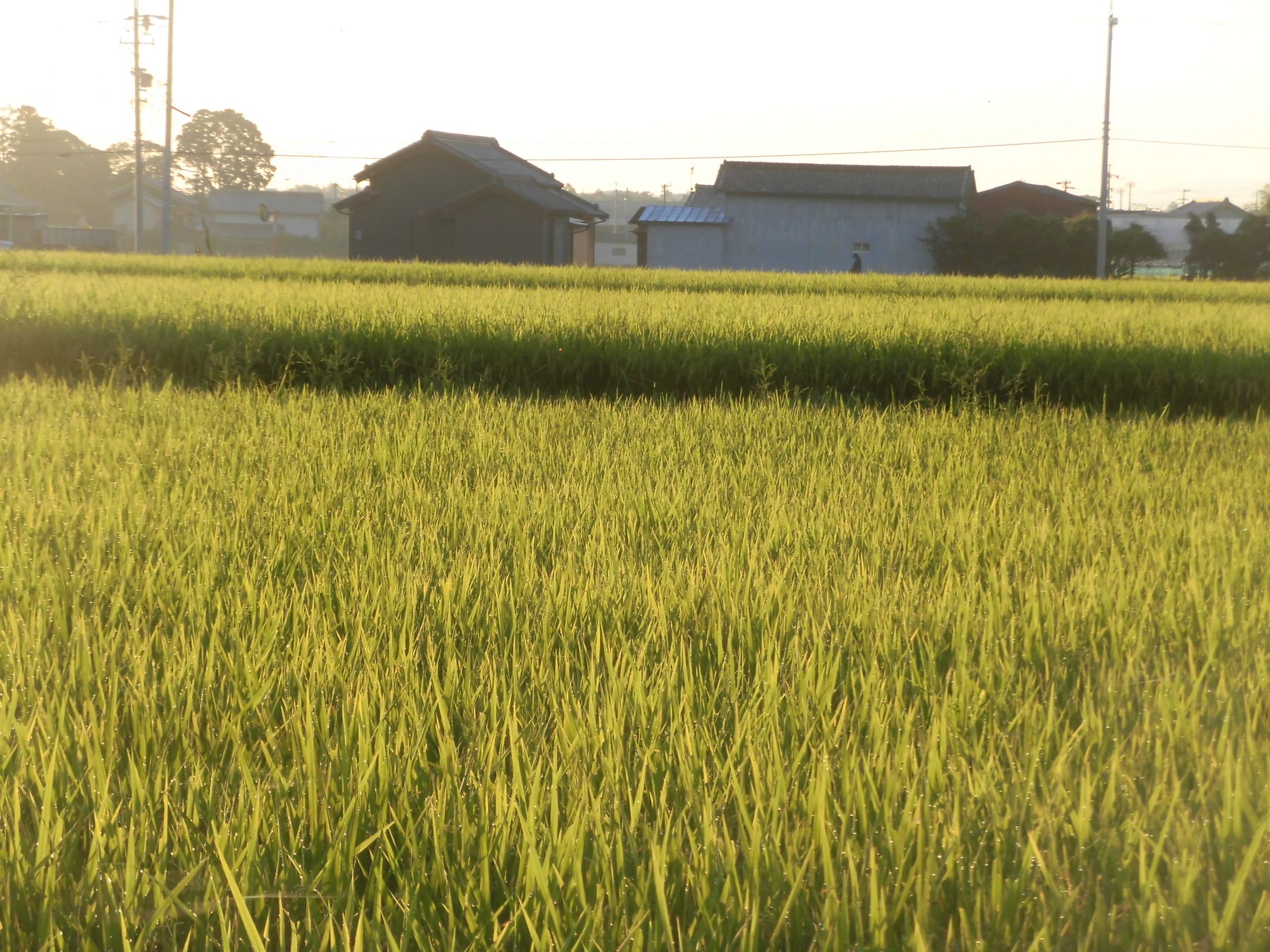 夏の朝の田んぼ Hiroshi Kamitaka Note