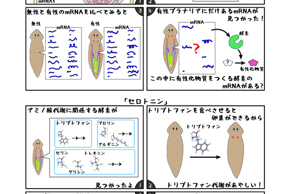 プラナリアの有性化物質 の新着タグ記事一覧 Note つくる つながる とどける プラナリアの有性化物質 の新着タグ記事一覧 Note つくる つながる とどける