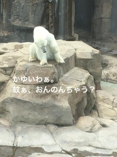 2年前。酷暑の王子動物園で動物たちはやる気を失せていた
