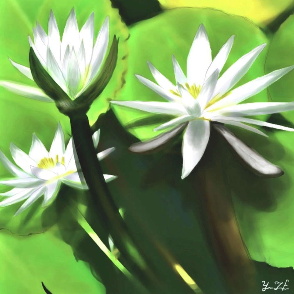 すいれんの花 豊嶋 祐三 Note