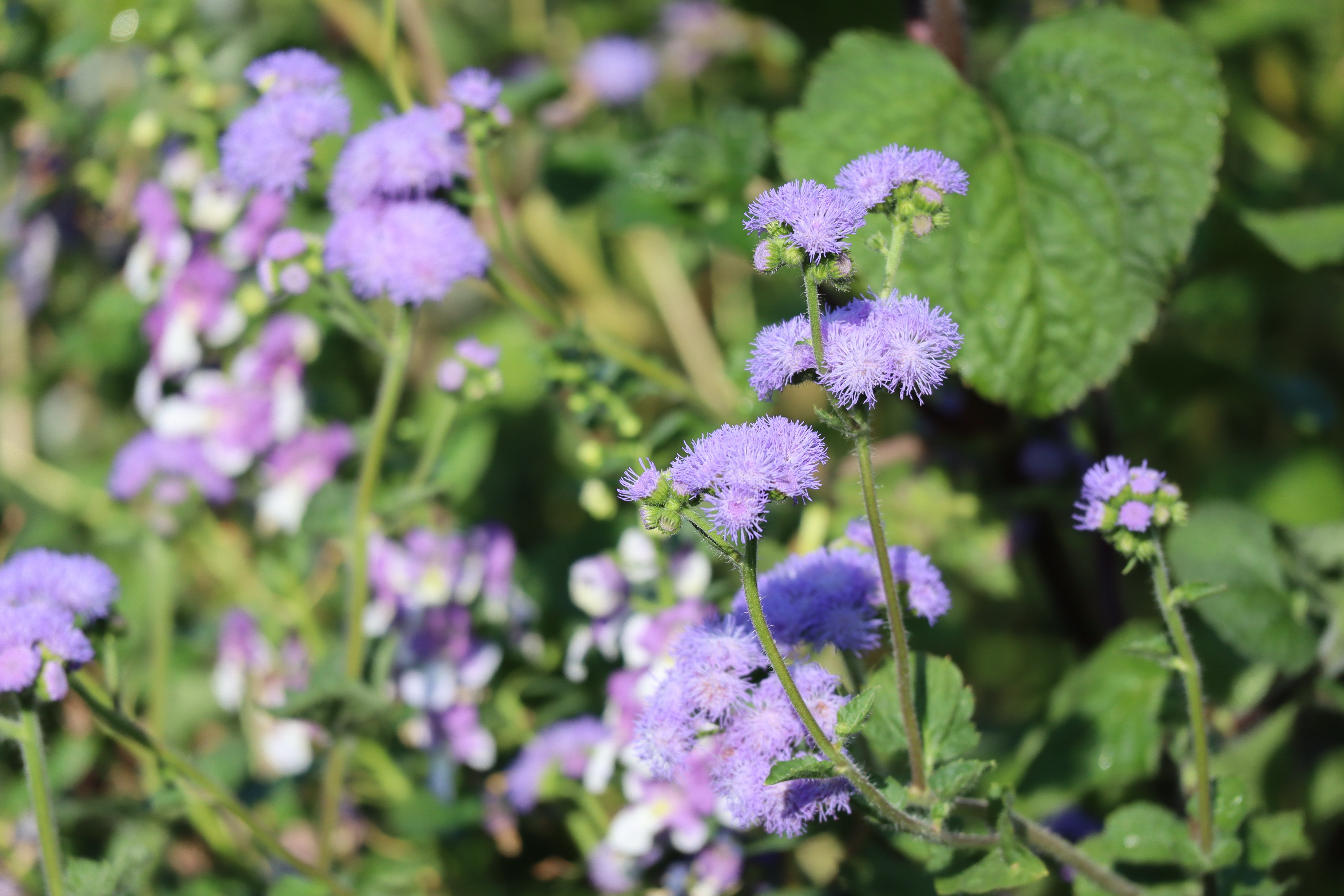 夏の草花たち クラタエリ 収納マイスター Note