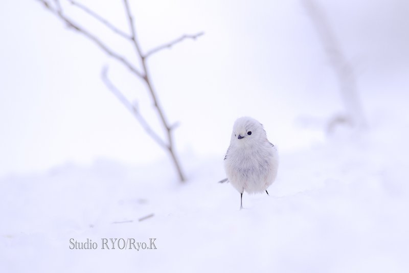 印刷 雪 壁紙 シマエナガ