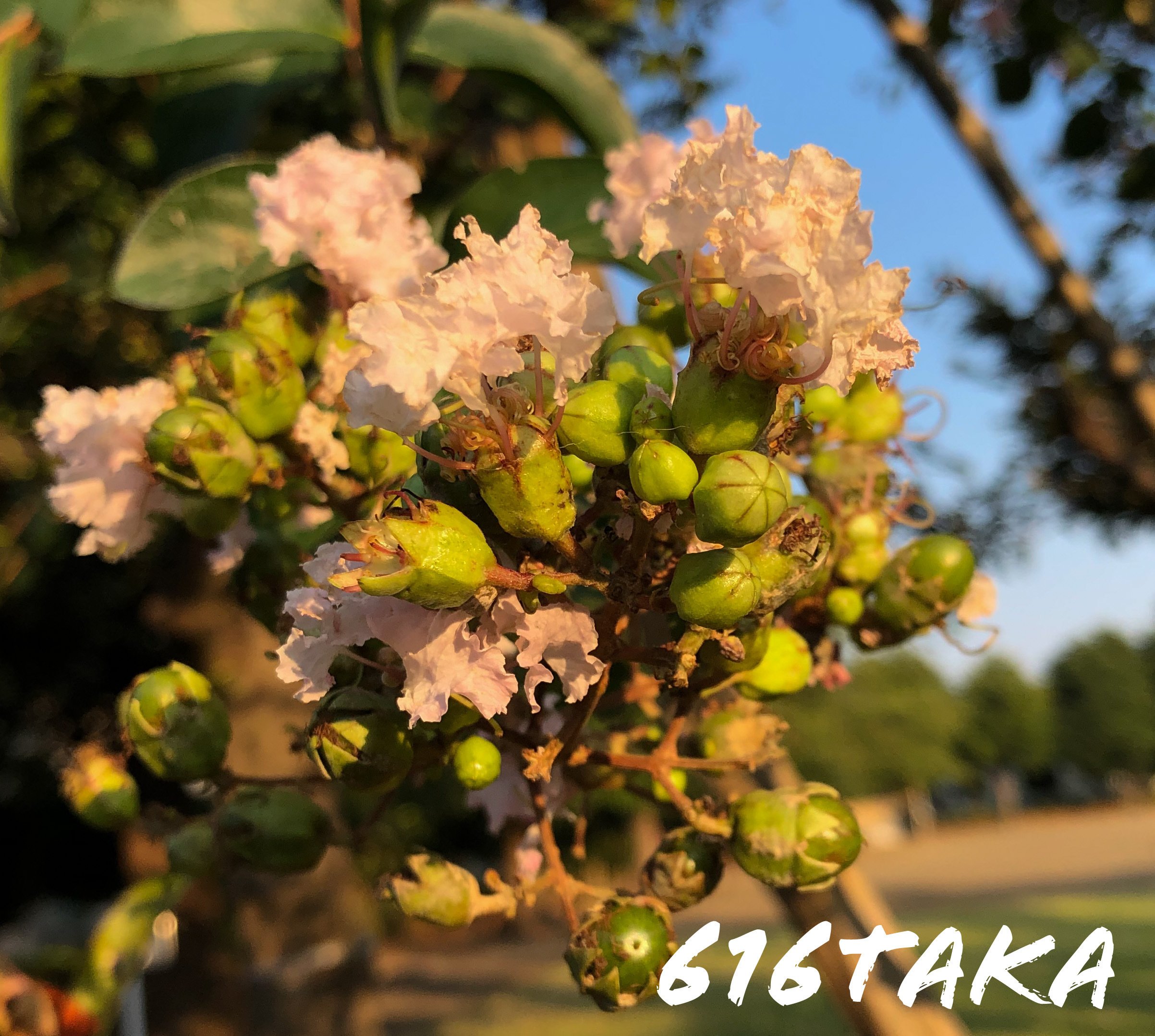 青空とピンク色の花 第三弾青空が眩しい季節 616taka Note 青空とピンク色の花 第三弾青空が眩しい季節 616taka Note