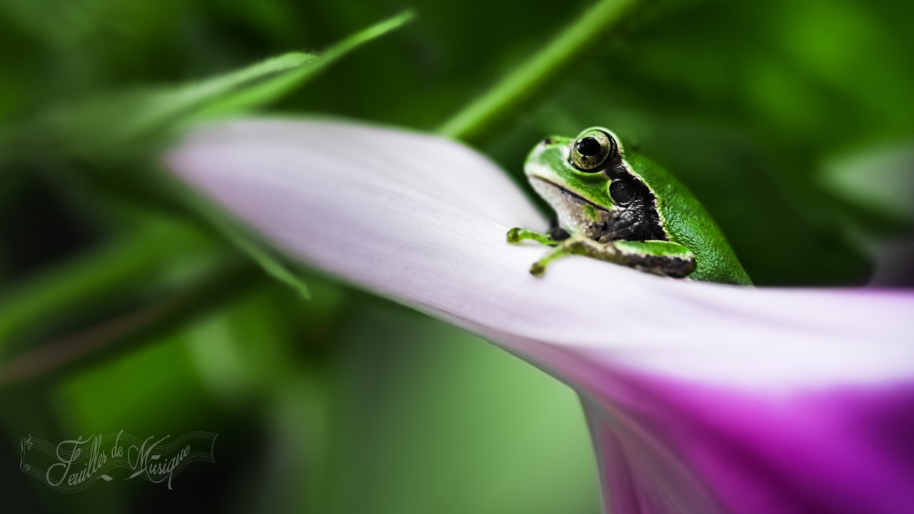 朝顔とカエル 結月音葉 Note 朝顔とカエル 結月音葉 Note