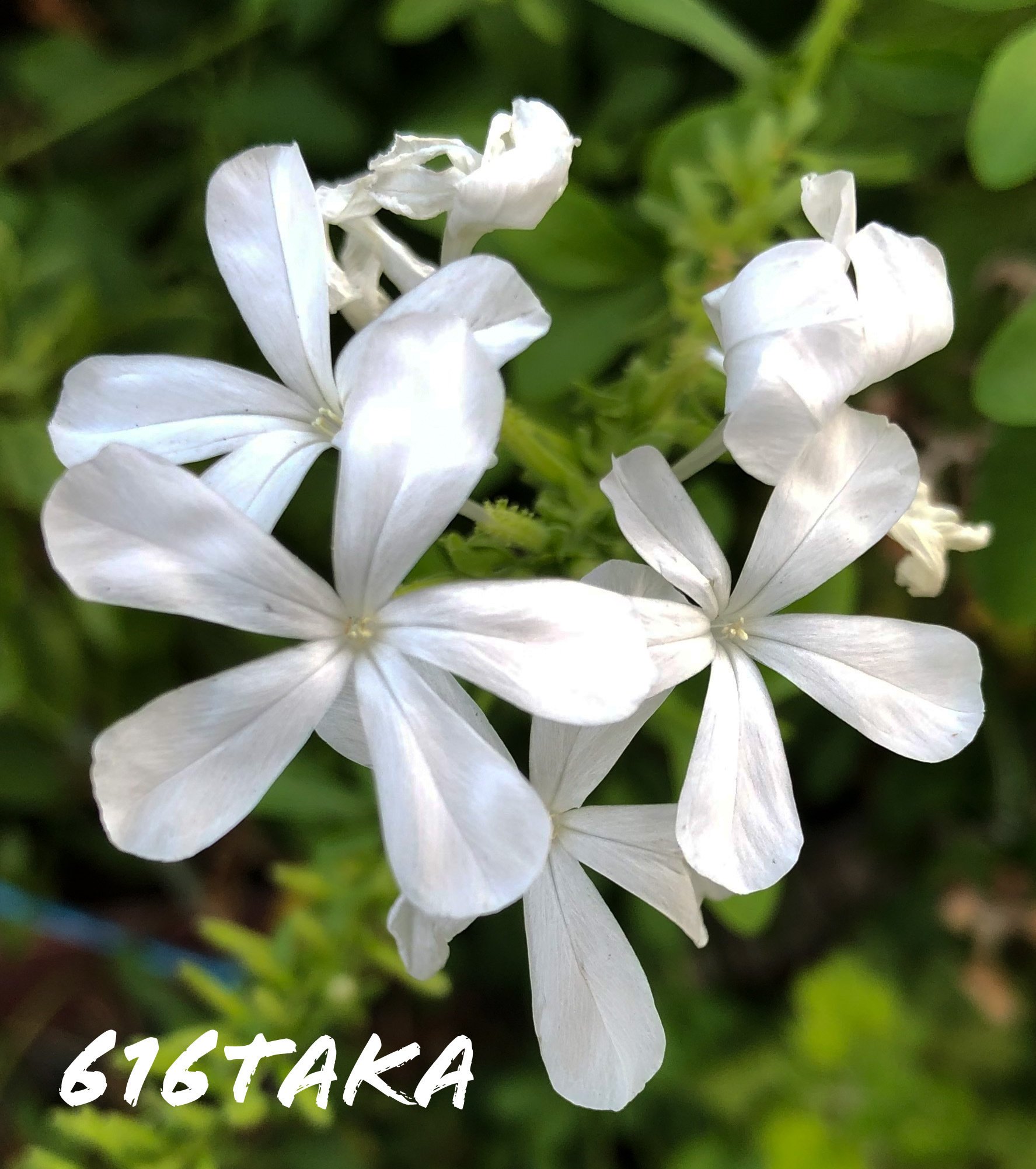 綺麗な花たち 616taka Note 綺麗な花たち 616taka Note