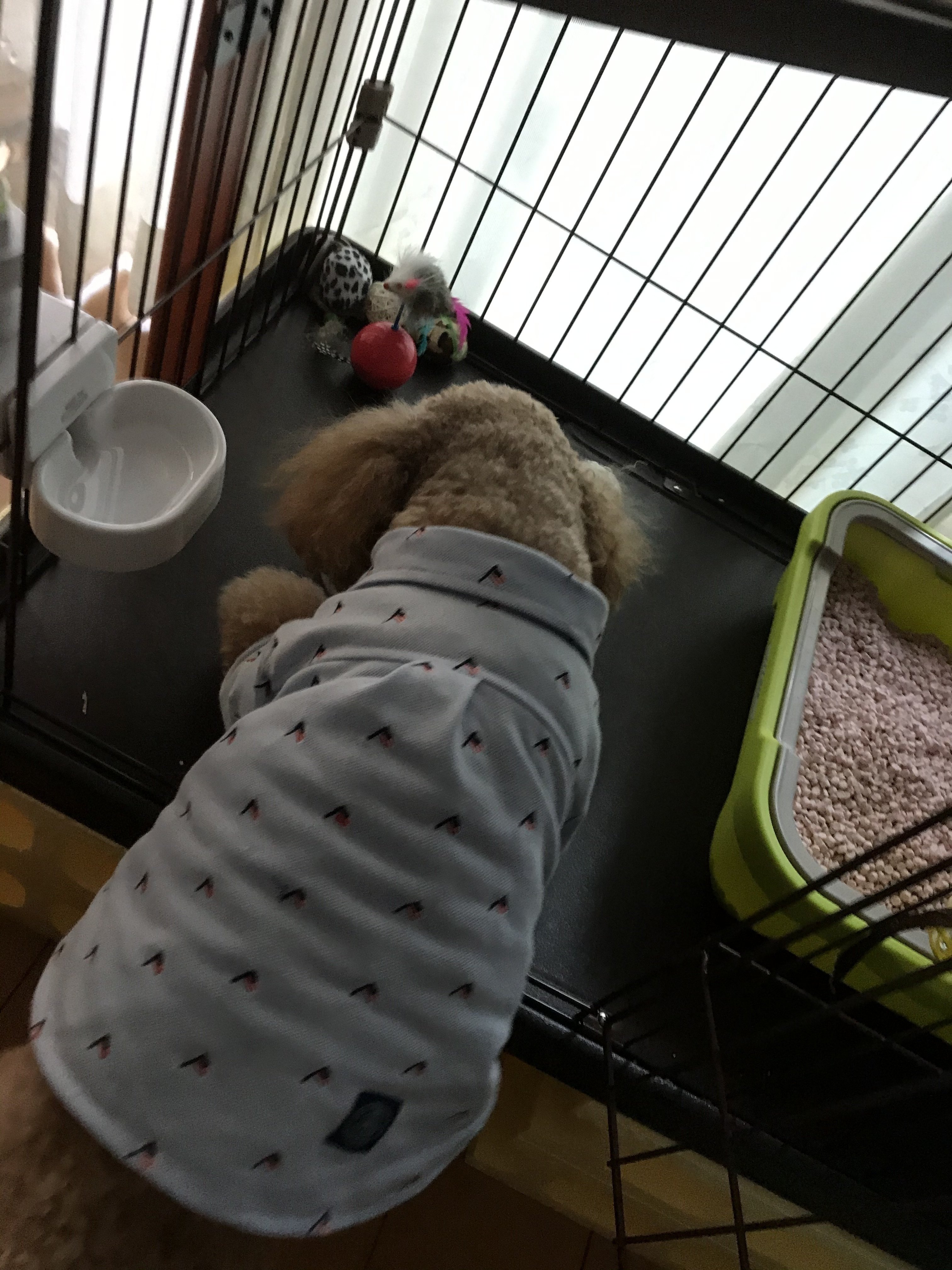 猫のケージを開けるとトイプードルが走ってくる ココ次郎 Note