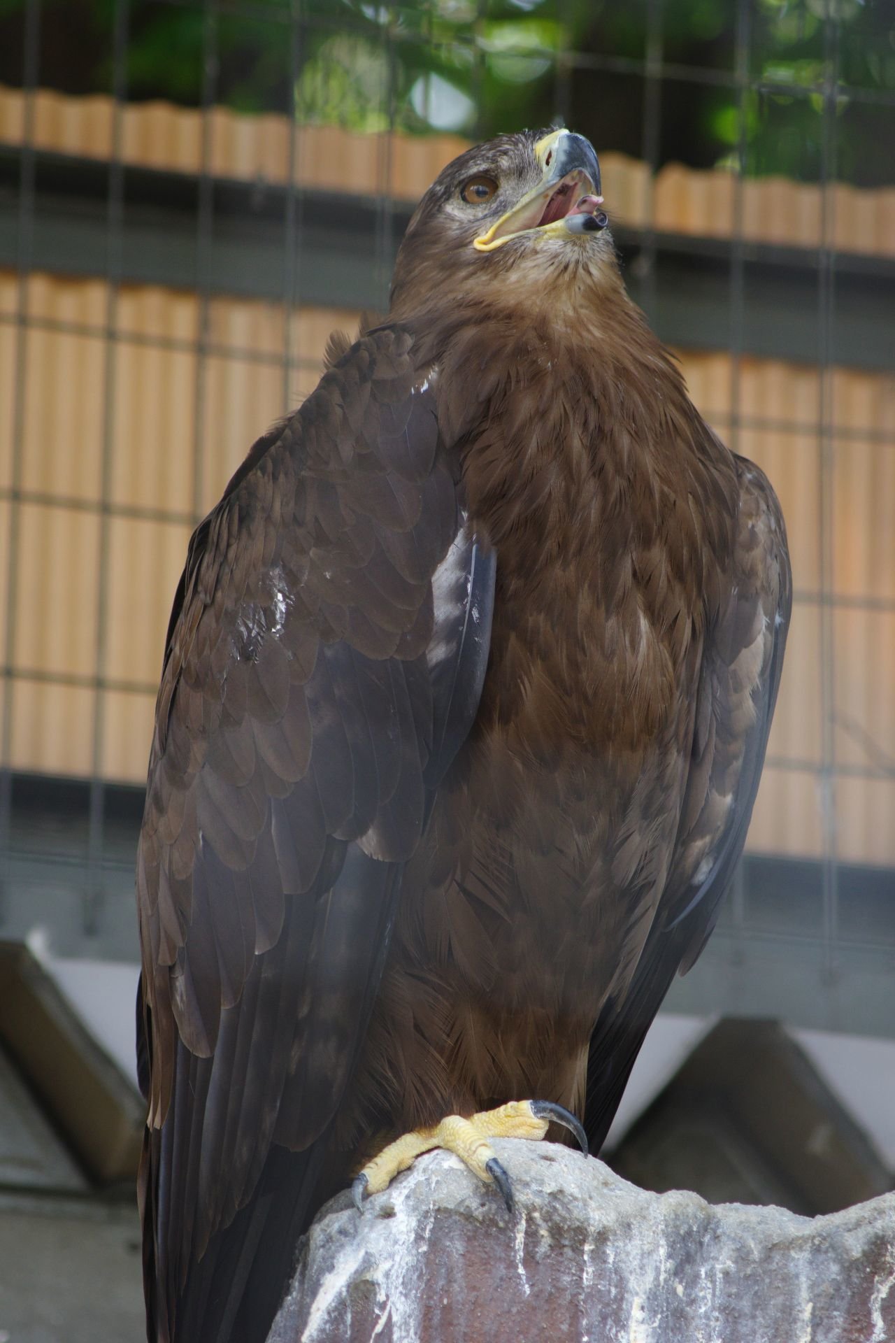 今日の天王寺動物園 K 70 Smc Pentax F 70 210mmf4 5 6 夢望庵 Mubou An Note