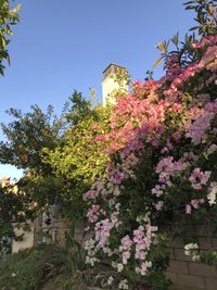 画像をダウンロード カリフォルニア 花 カリフォルニア 花粉