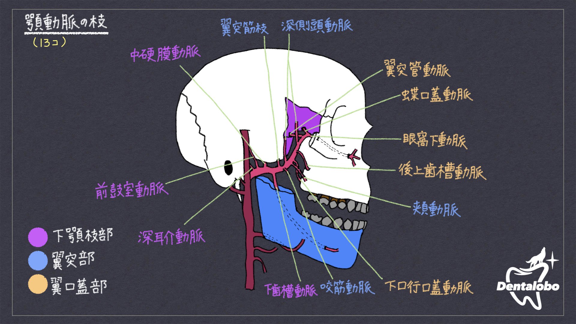 解剖学Ⅰ|Dentalobo