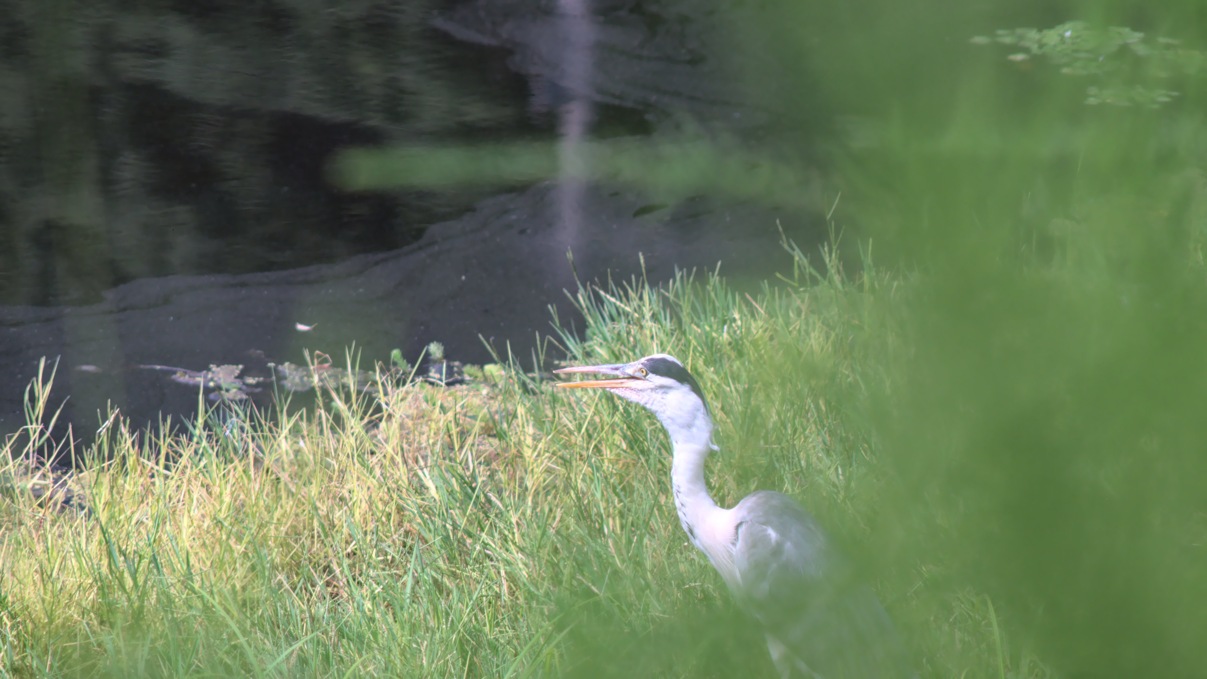 アオサギ 隠し撮り風 ひっくすk Note