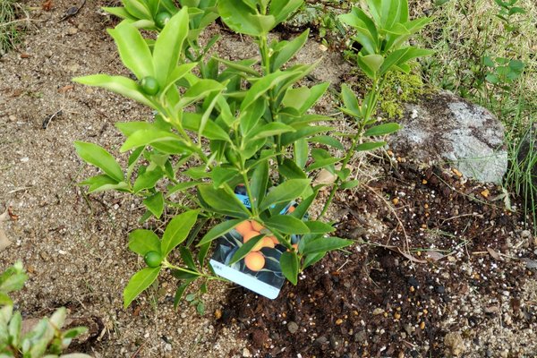 金柑の花言葉は思い出感謝 の新着タグ記事一覧 Note つくる つながる とどける 金柑の花言葉は思い出感謝 の新着タグ記事一覧 Note つくる つながる とどける