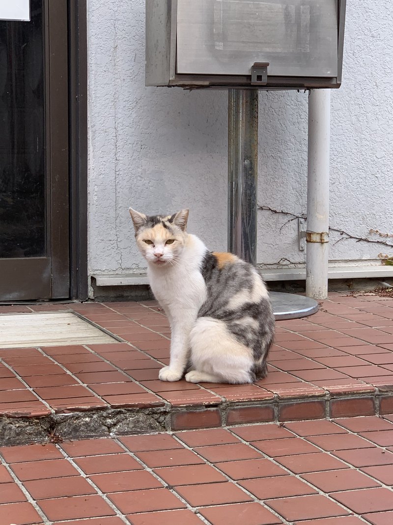 中華料理店の裏口にお行儀よく座って、近づいてもまったく逃げません。どれほど美味しいものがもらえるの？