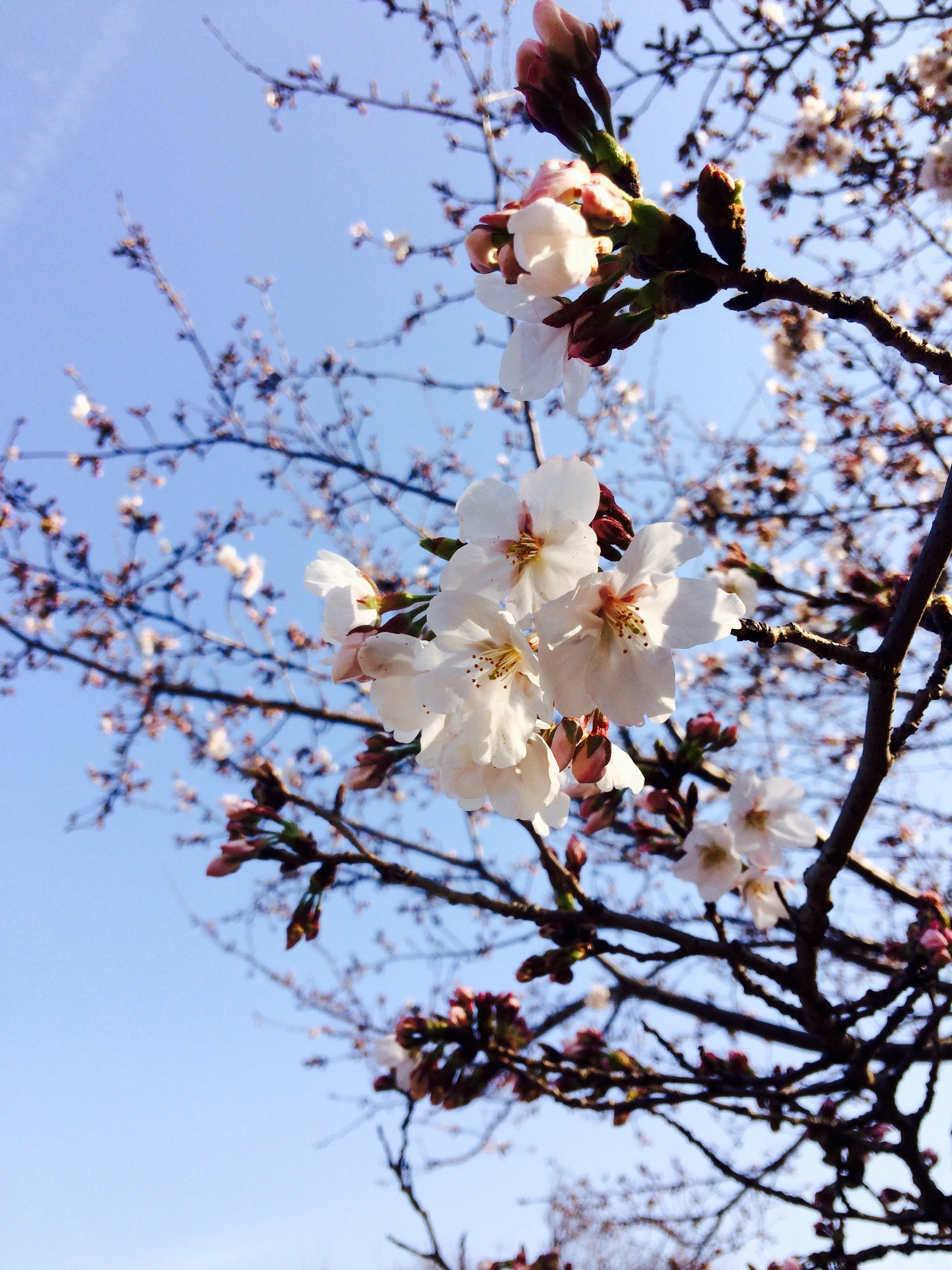 晴れた空と桜 Asahi662 好き が止まらない日本語教師 Note 晴れた空と桜 Asahi662 好き が止まらない日本語教師 Note