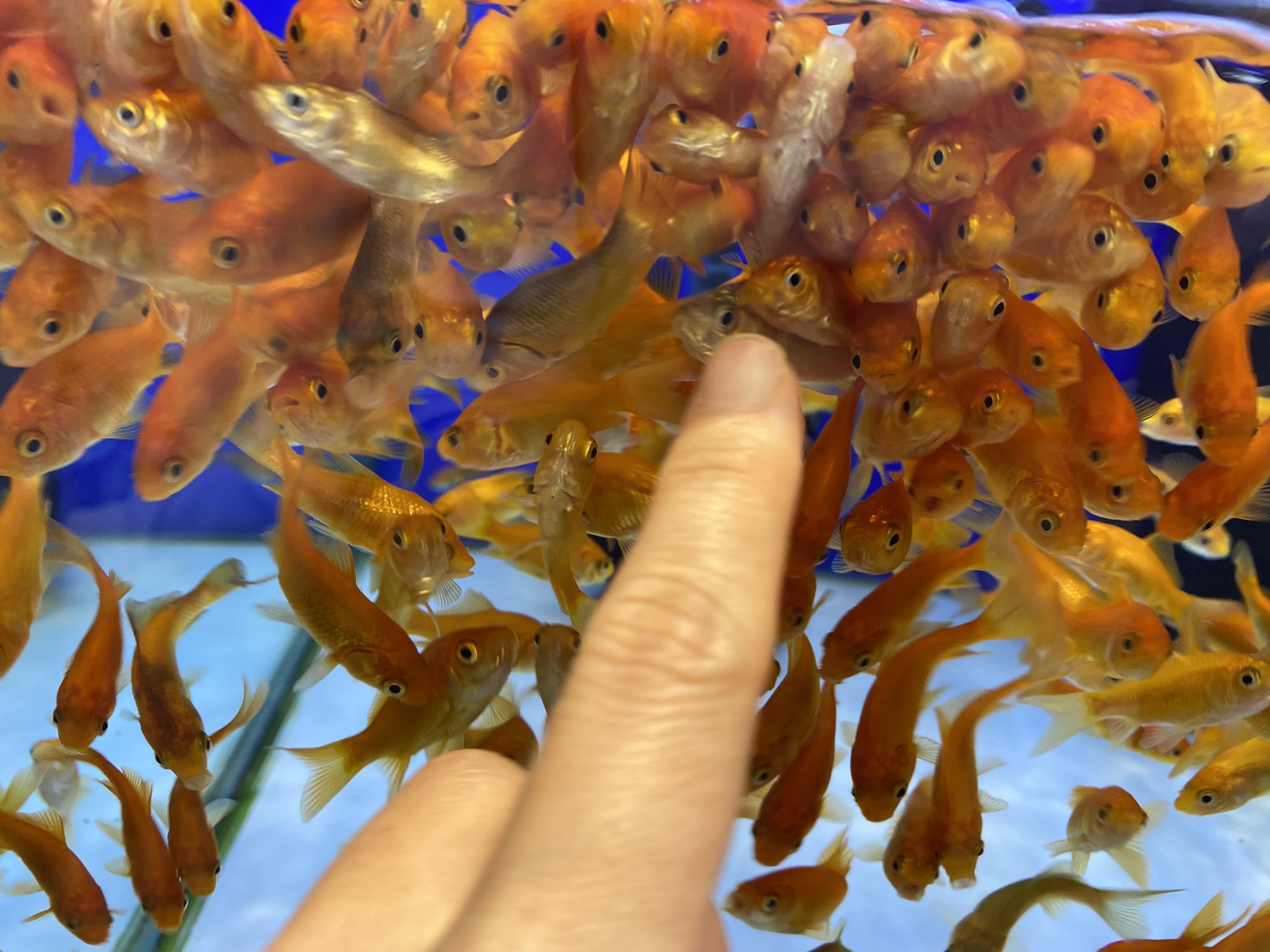金魚 寄ってくる