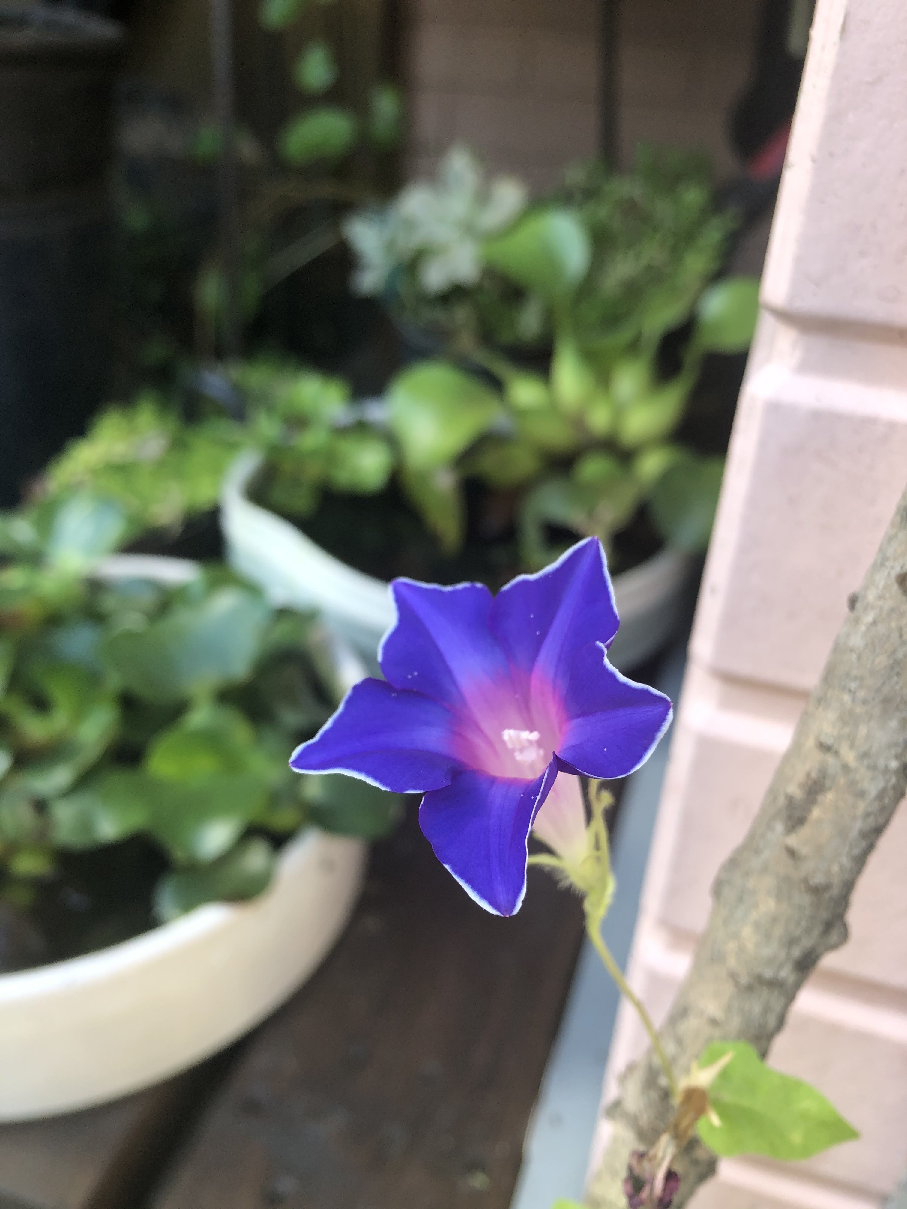 いまさら やっと咲いた桔梗咲の朝顔 仕立て屋りゅうのひげ Note