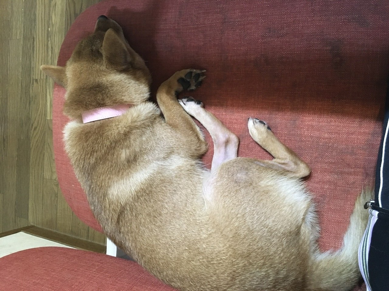 犬もするのよね Route73 Note