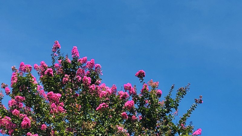 サルスベリの花が旺に咲いています。ピンクが多いですが、微妙に濃かったり淡かったりして、またその真ん中の雄しべの黄色い葯と花粉の色との対比のハッキリ加減が好きです。そして夏の青空に映えるピンクが暑い坂道を登っていく先に見えたりすると、風に揺れるフワフワが鮮やかで眩しく感じるのです。