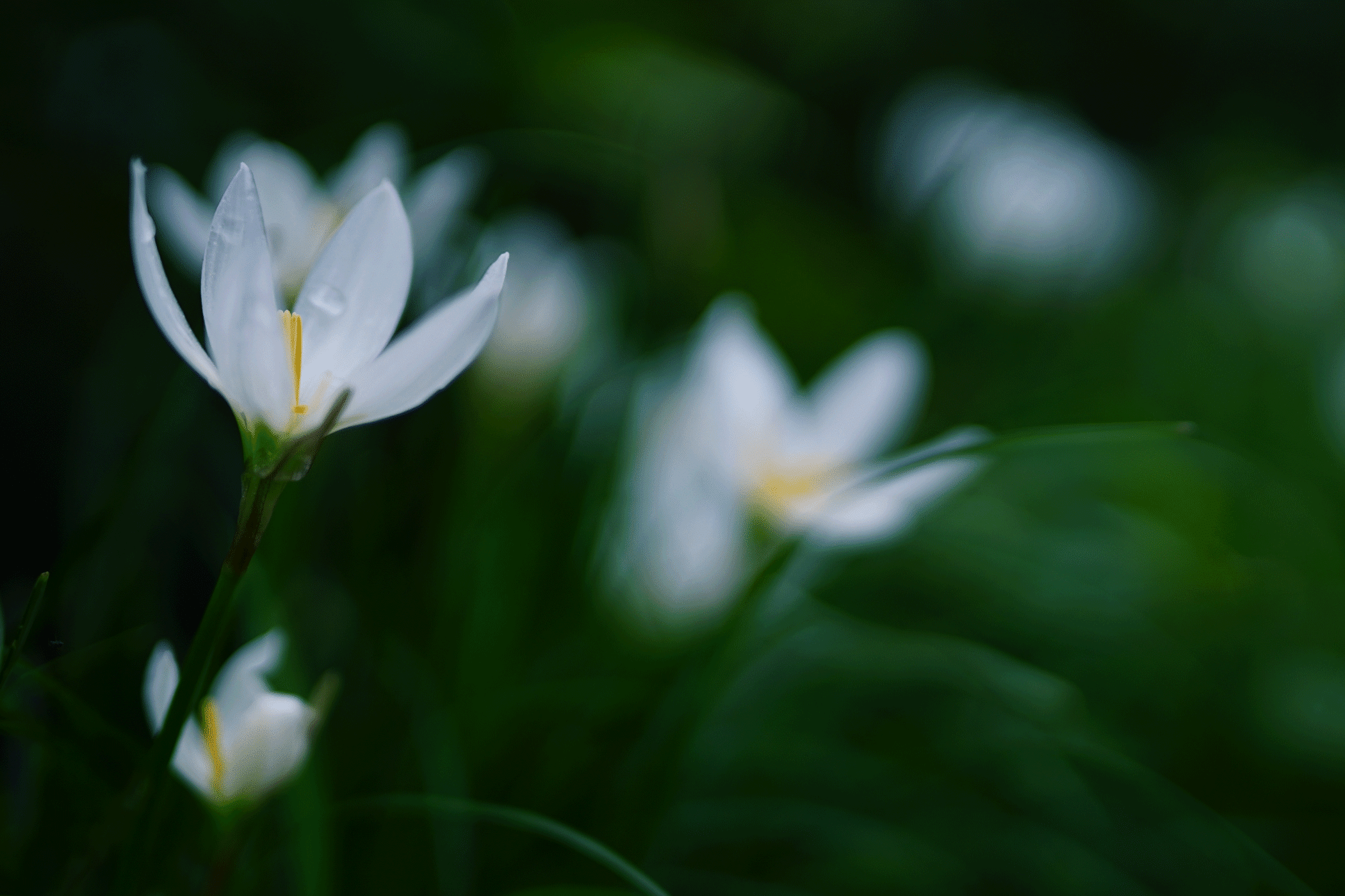 玉簾 Rain Lily Ryoko Yunoki Note