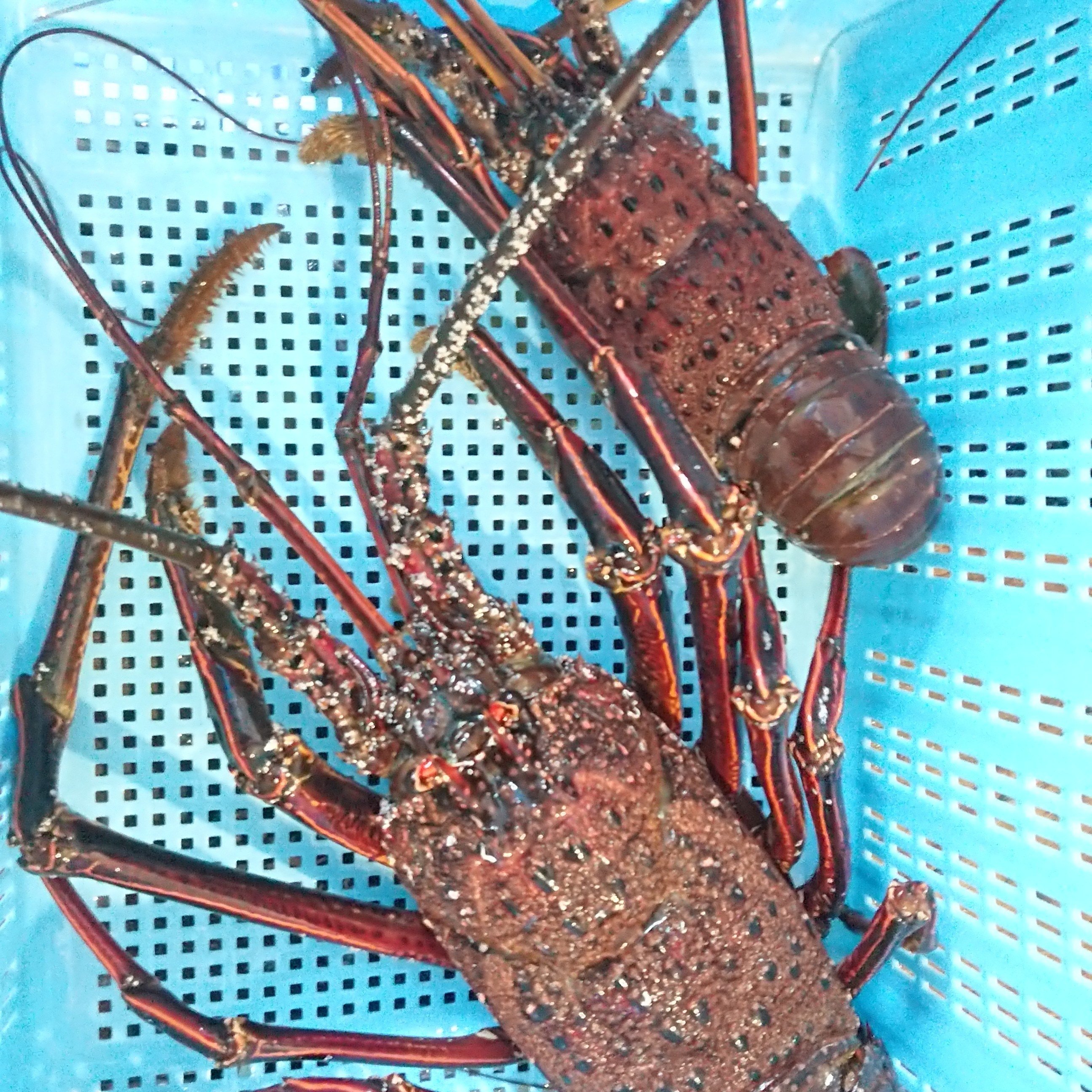 2 5キロのウルトラ特大伊勢海老 特大伊勢海老のヤマサ水産 Note 2 5キロのウルトラ特大伊勢海老 特大伊勢海老のヤマサ水産 Note