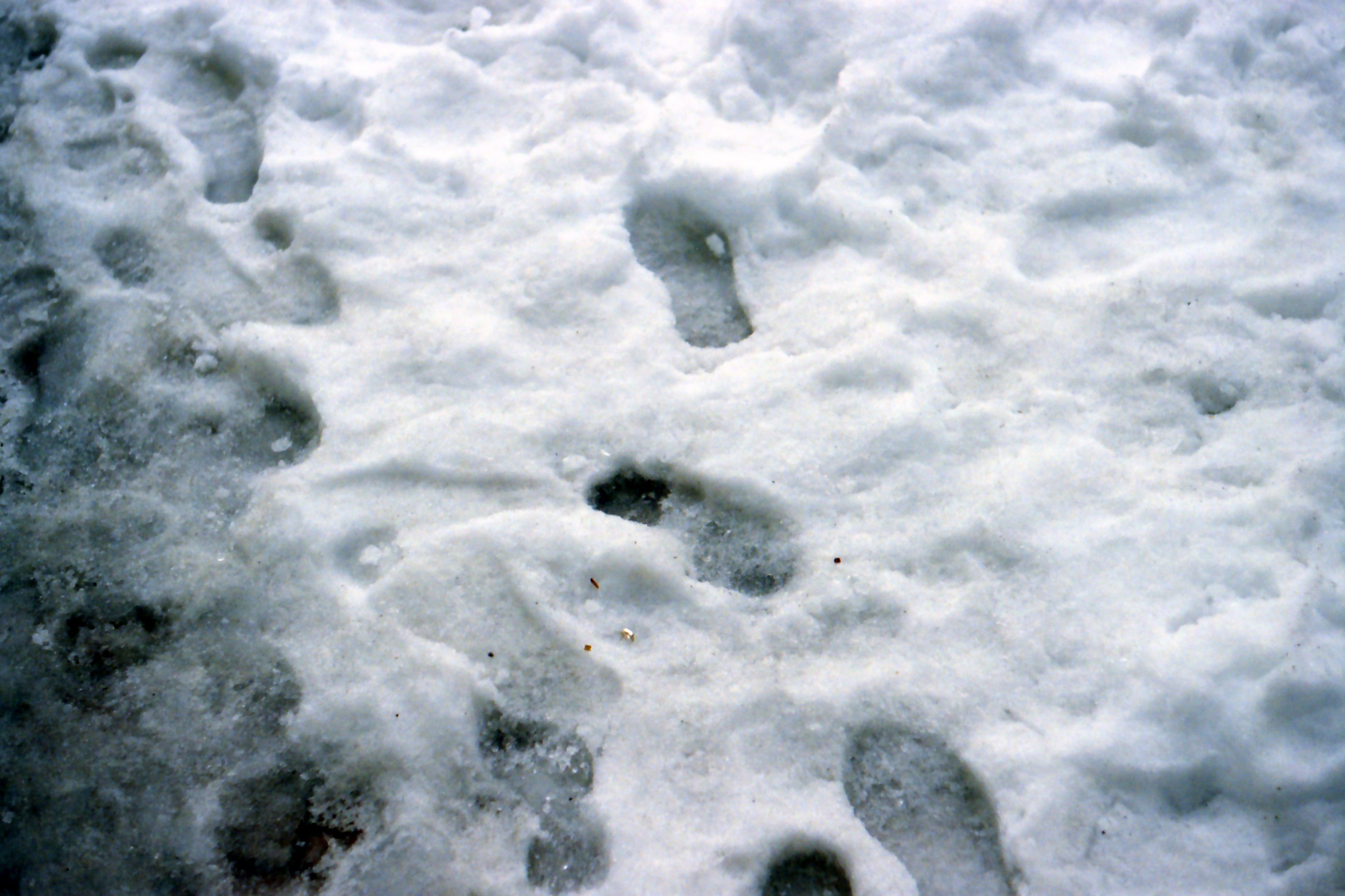 雪の足跡 冥王星人 Note