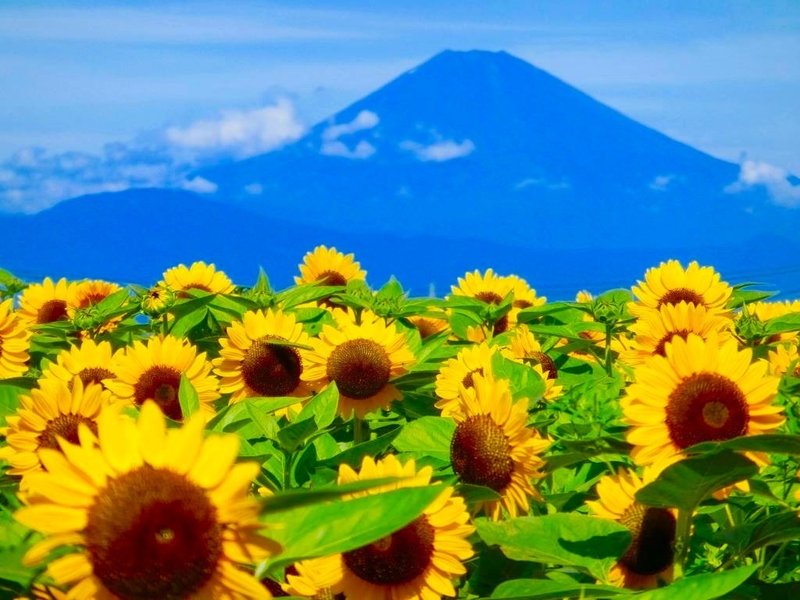 これまで集めてきた夏の富士山の写真たち。すべてがその瞬間しかない。しかし、その瞬間は、いつまでもこうして残していける。世界にたった一枚の写真たちです。ここは、ソレイユの丘から