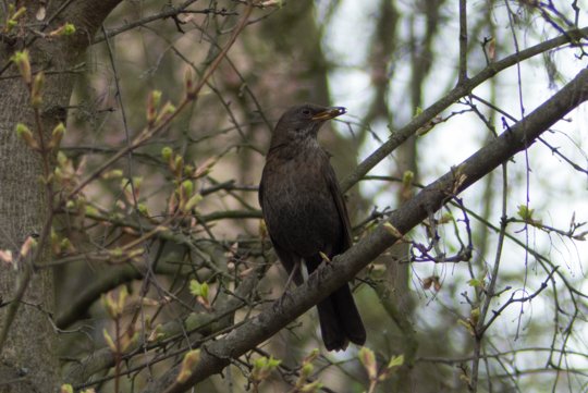クロウタドリ Amsel Schwarzdrossel ノラ Note クロウタドリ Amsel Schwarzdrossel ノラ Note