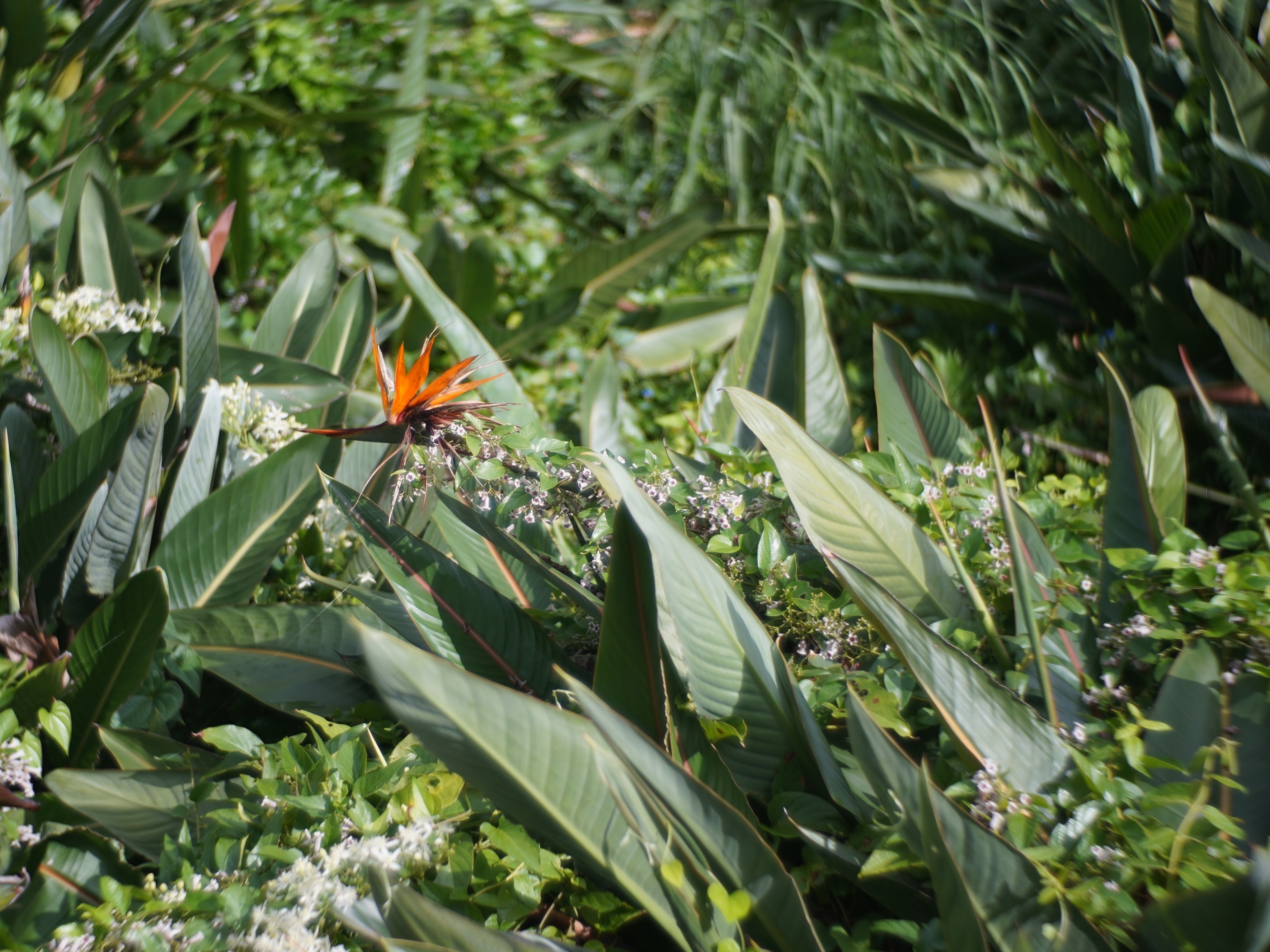 極楽鳥花 ストレリチア に魅せられて 花以外に見えてくる フジケン 八丈島 Note