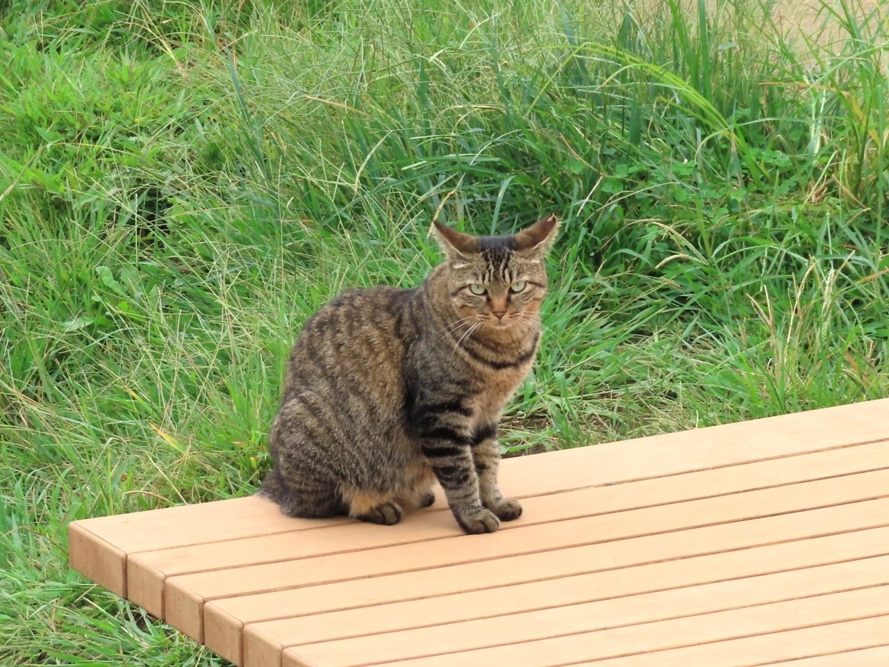 困り顔の猫 やぐるま Note 困り顔の猫 やぐるま Note