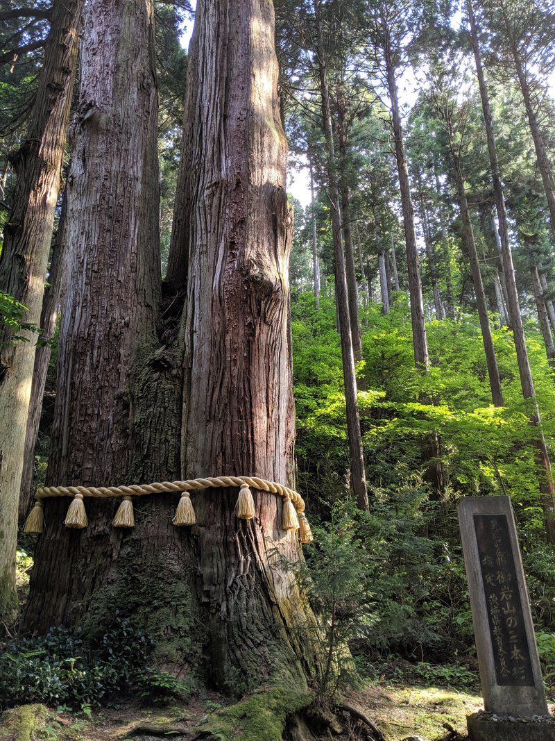 note120日目。茨城県日立市にある「御岩神社」の御神木。樹齢500年の三本杉は高さ50mのご神木。昔、三つ又のところに天狗が棲んで人を驚かしていたという話しもあるらしい。またパワーをもらいに行きたい！