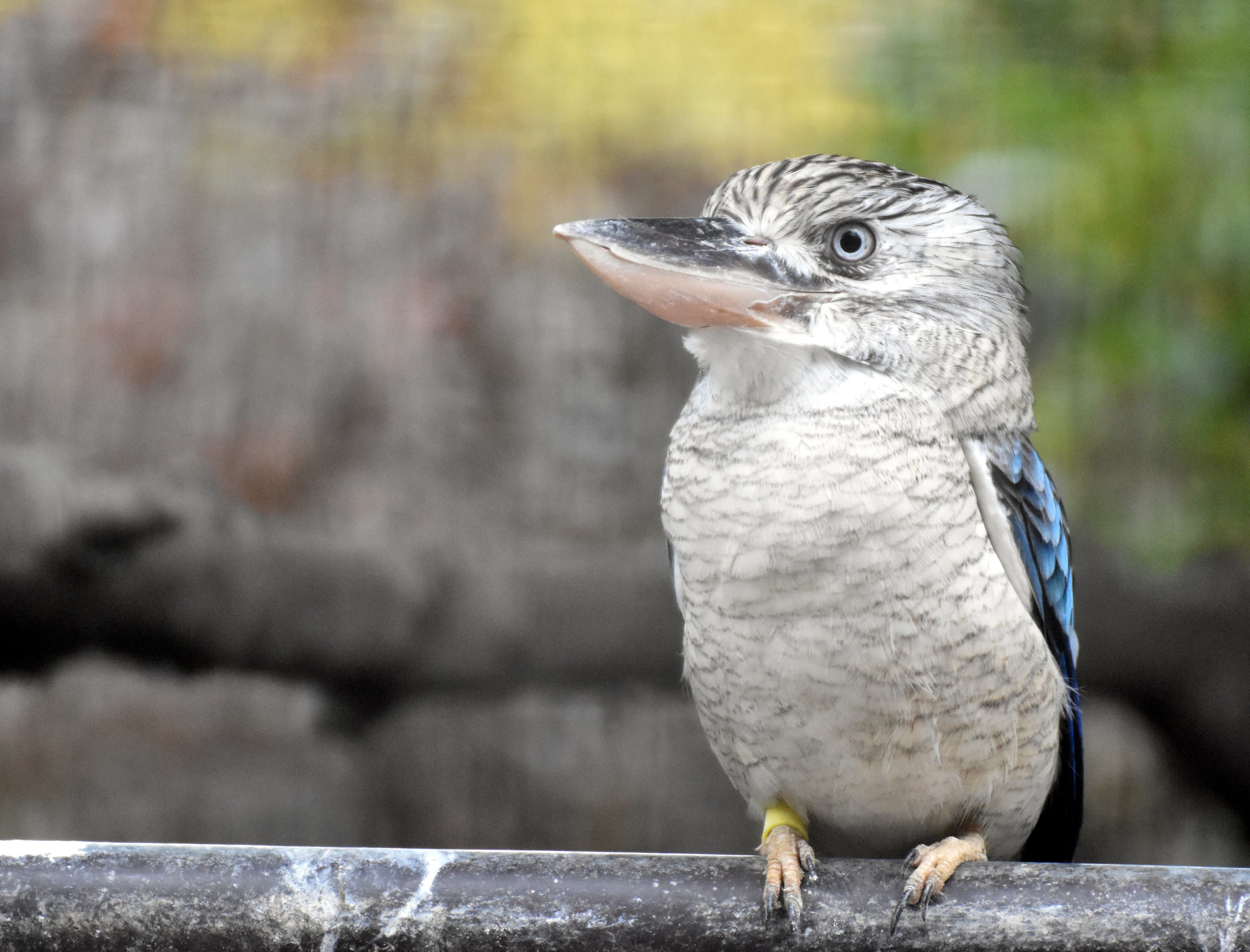 アオバネワライカワセミ ブッポウソウ目カワセミ科 Hirahiranote Note