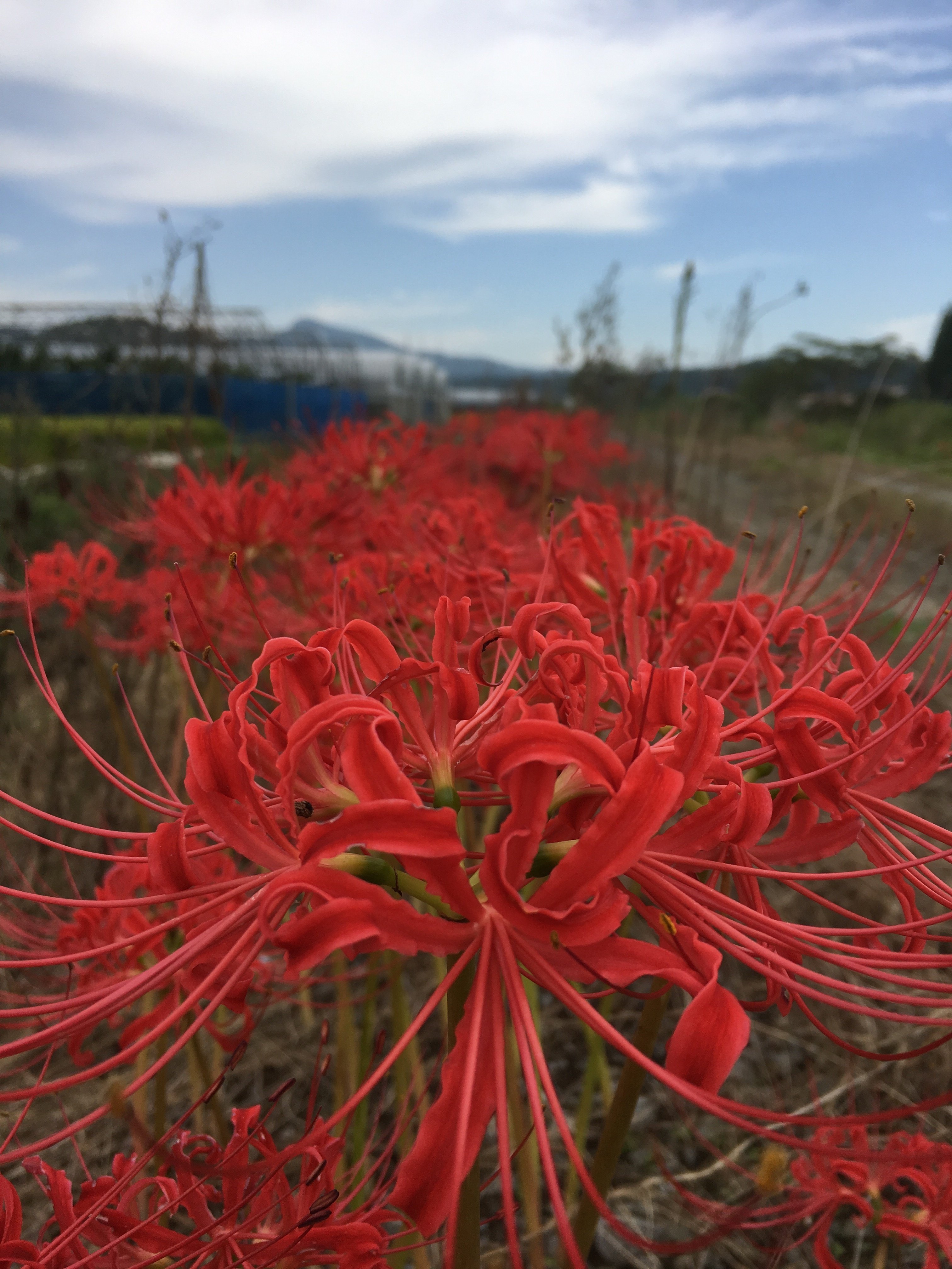 70以上 イラスト 彼岸花 花 言葉 100 ベストミキシング写真 イラストレーション