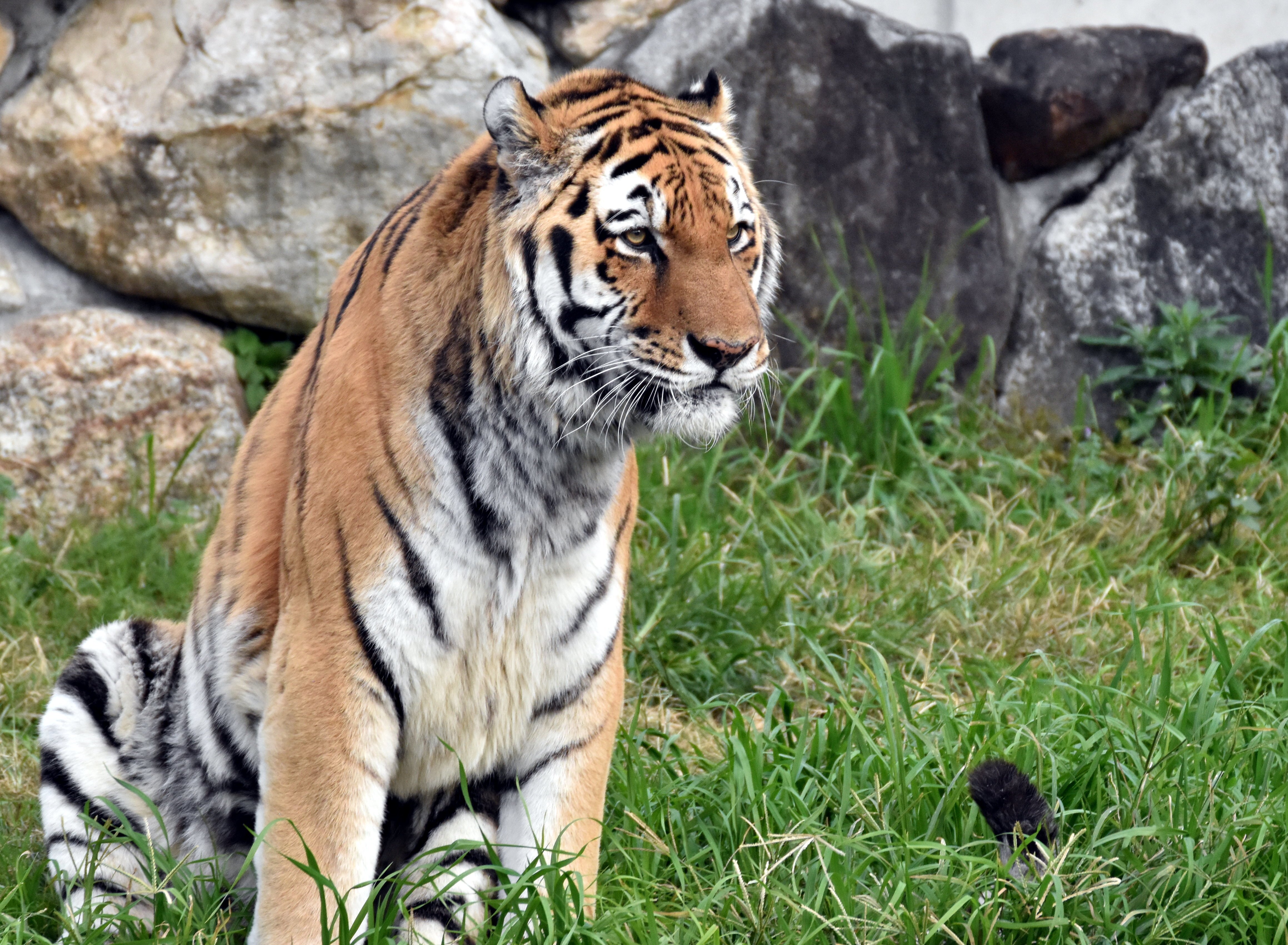 アムールトラ 食肉目ネコ科 Hirahiranote Note