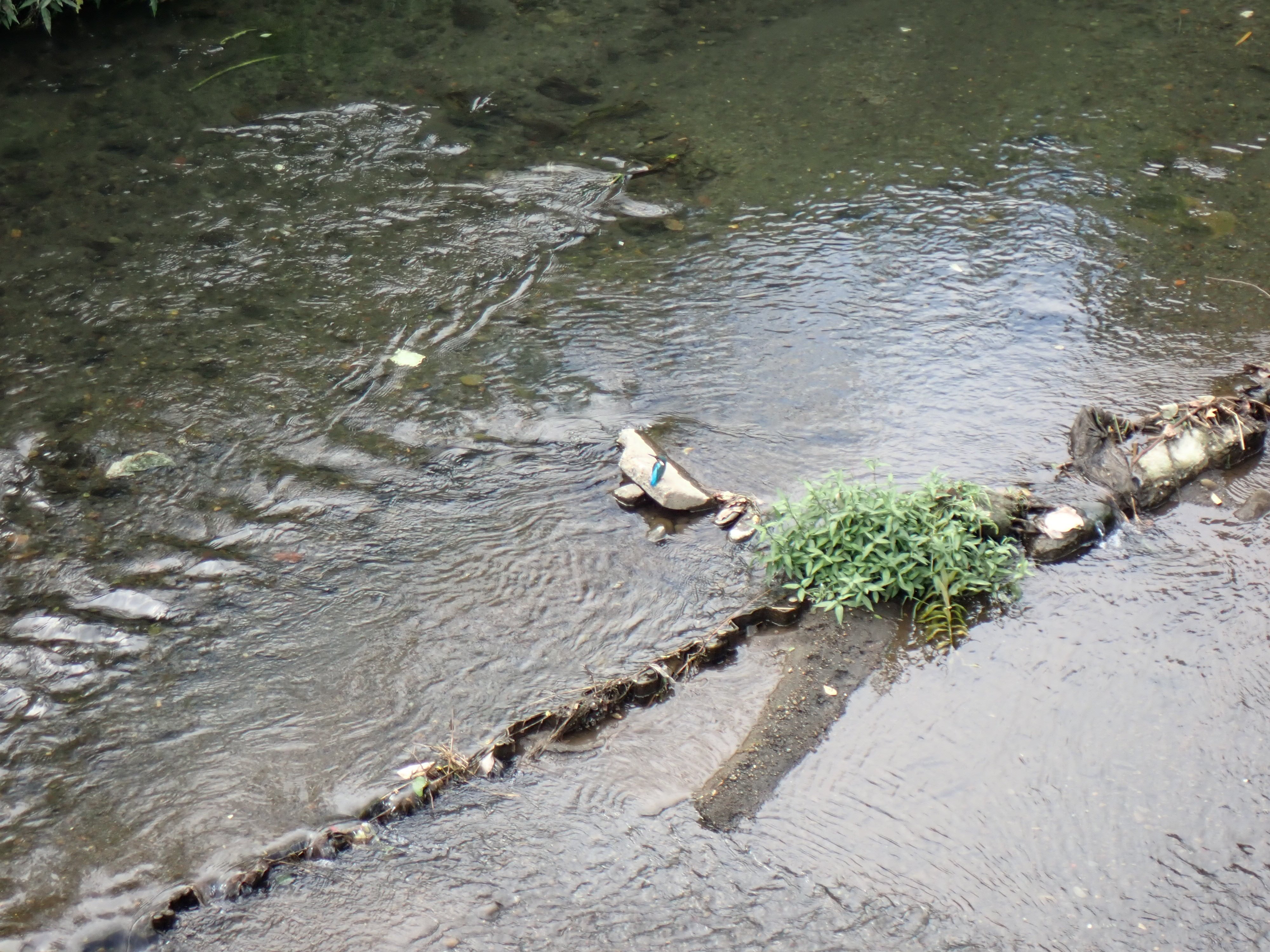 平塚河内川のカワセミ｜gi4gi4｜note