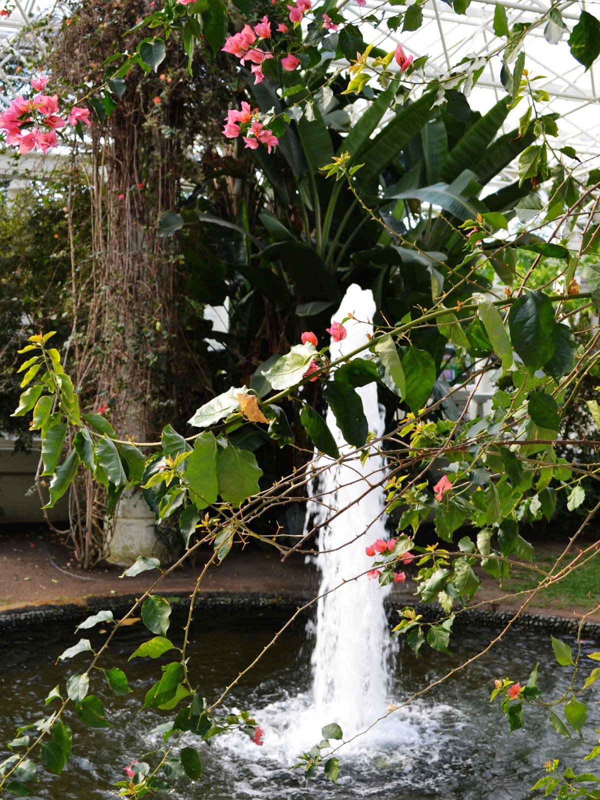 鹿児島の春 ２ フラワーパークかごしまの花と植物 すぴー Note