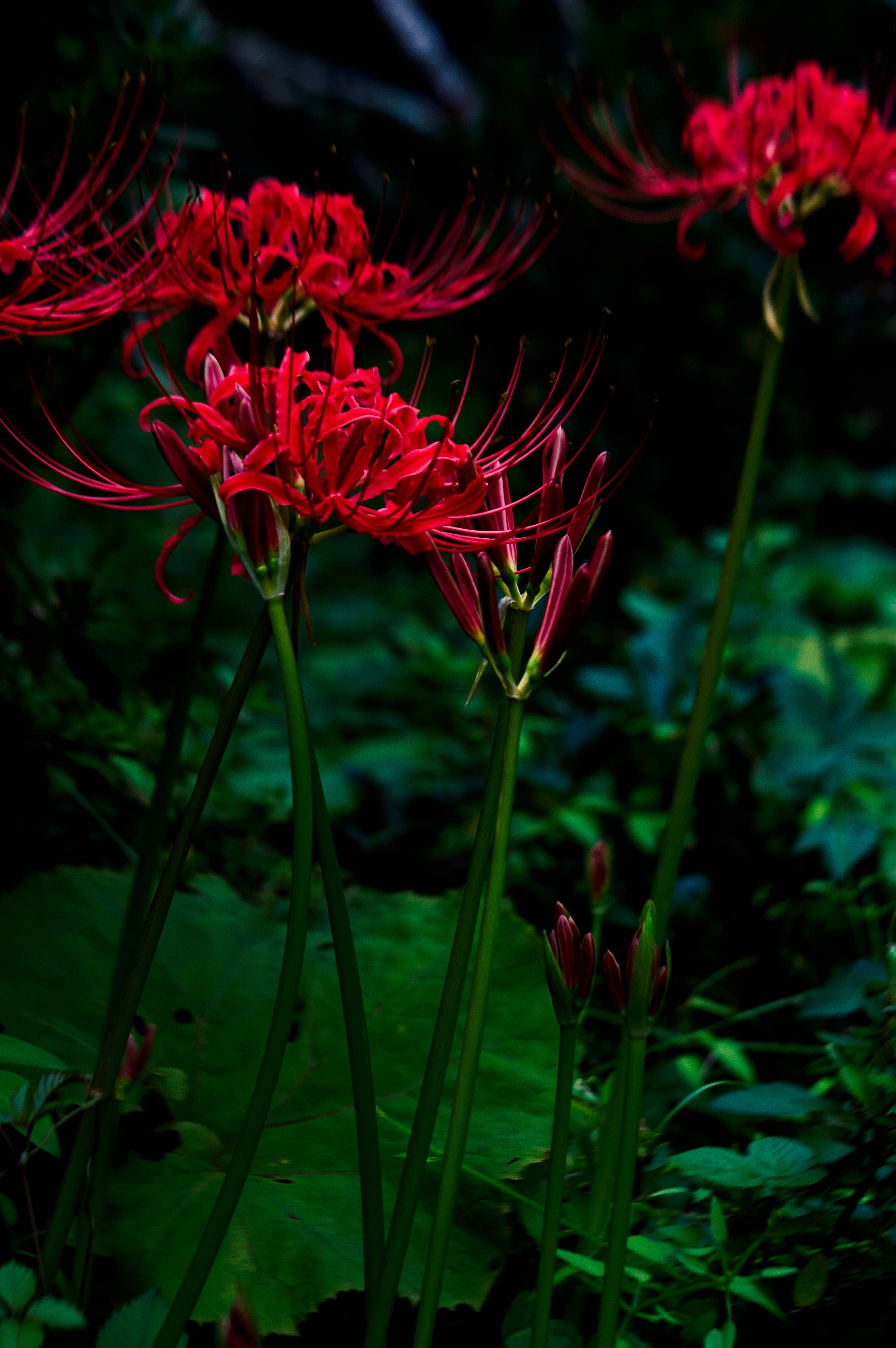 蝉の声が遠のき赤い花が開く 778 Note