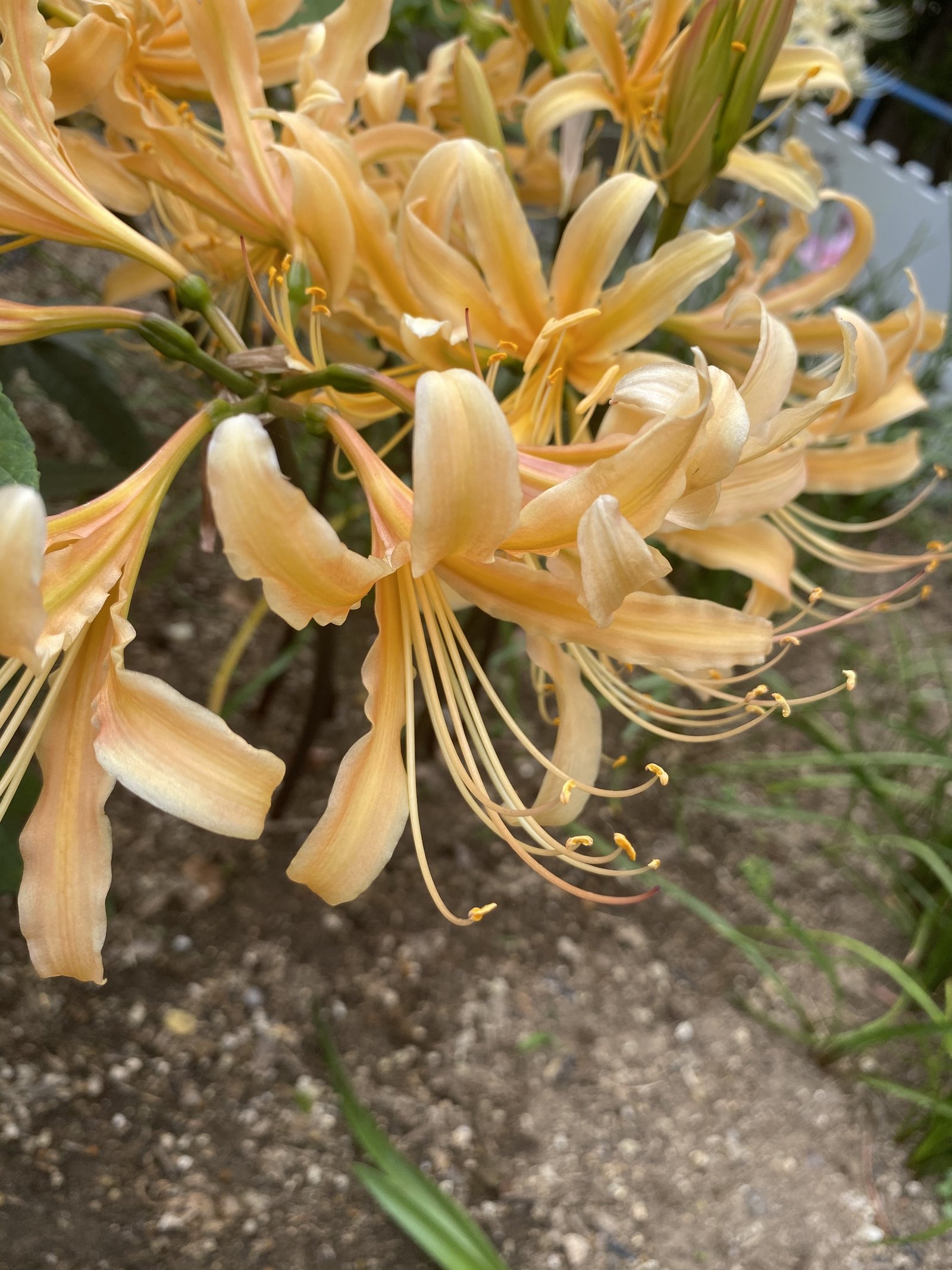 あなたが 名前をつけるなら どうつけますか ふぅ Note