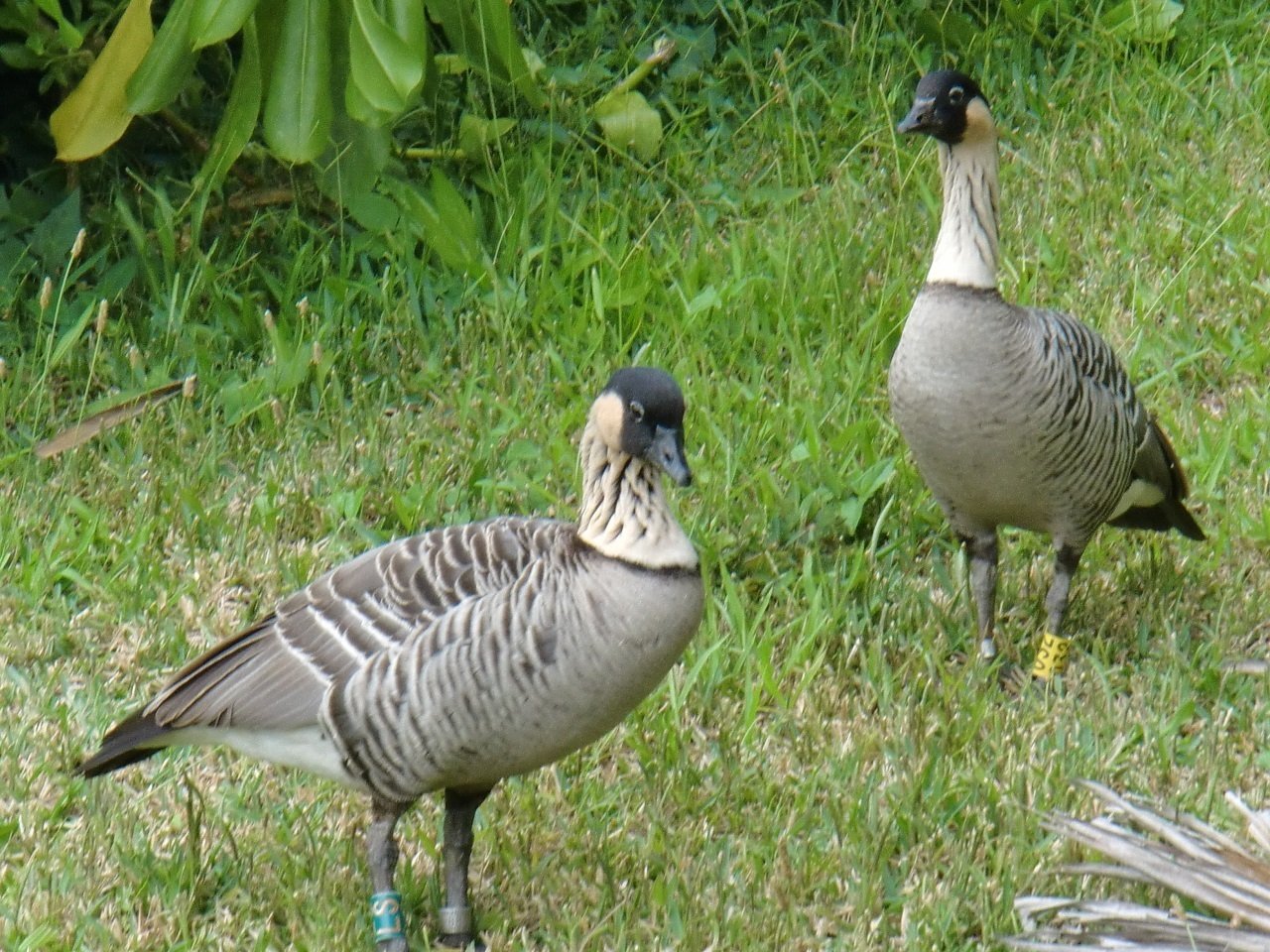 ハワイ州の鳥 ネネ Yass Note
