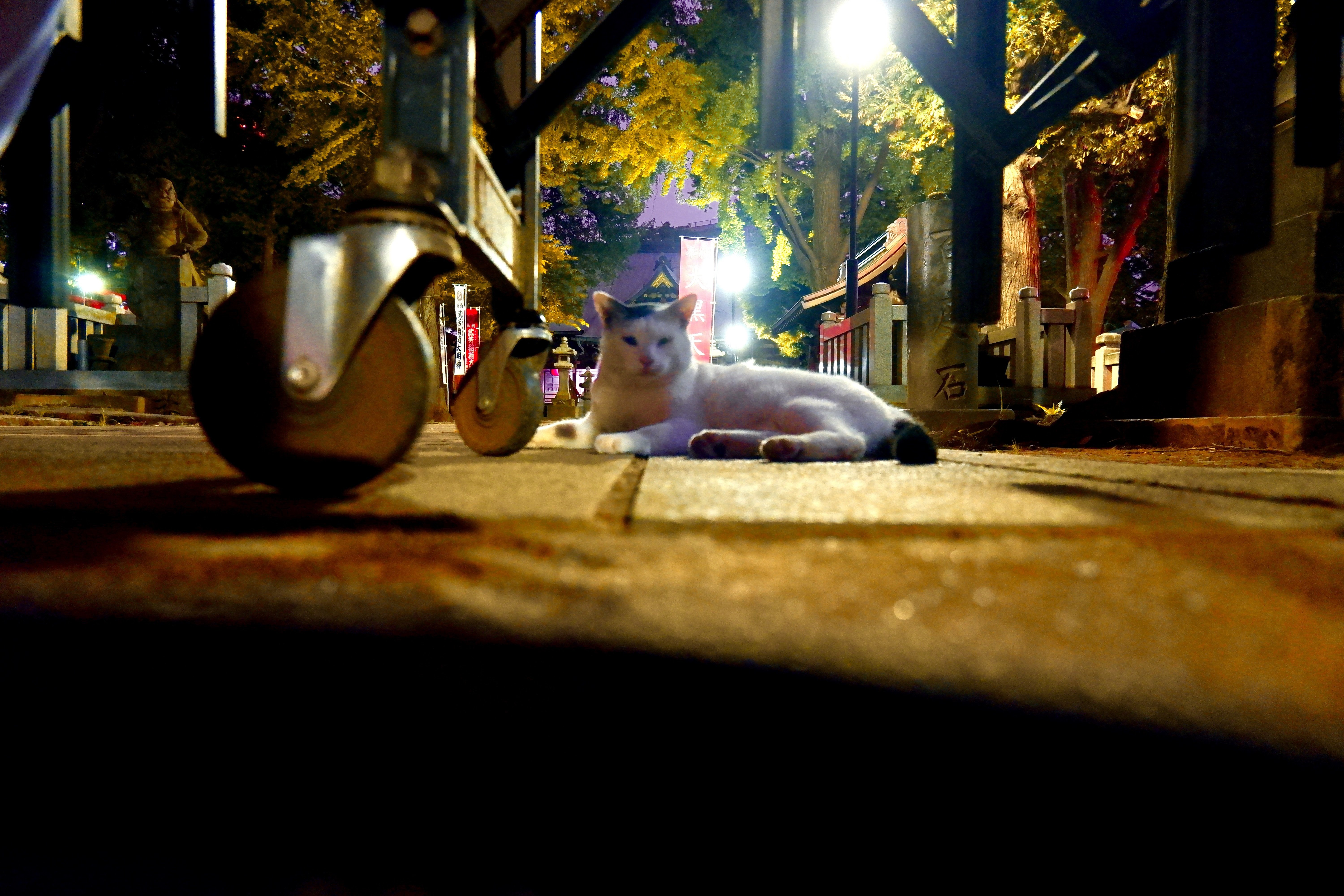 私は神だ 私だ お前だったのか 全く分からなかった かよ わたし ピイ ヤブ コメー Note