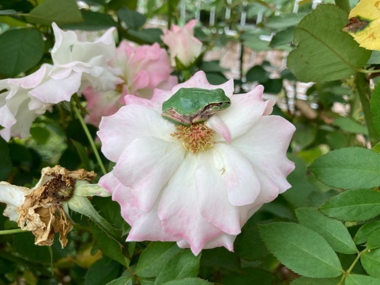 花とカエル はっぴ Note