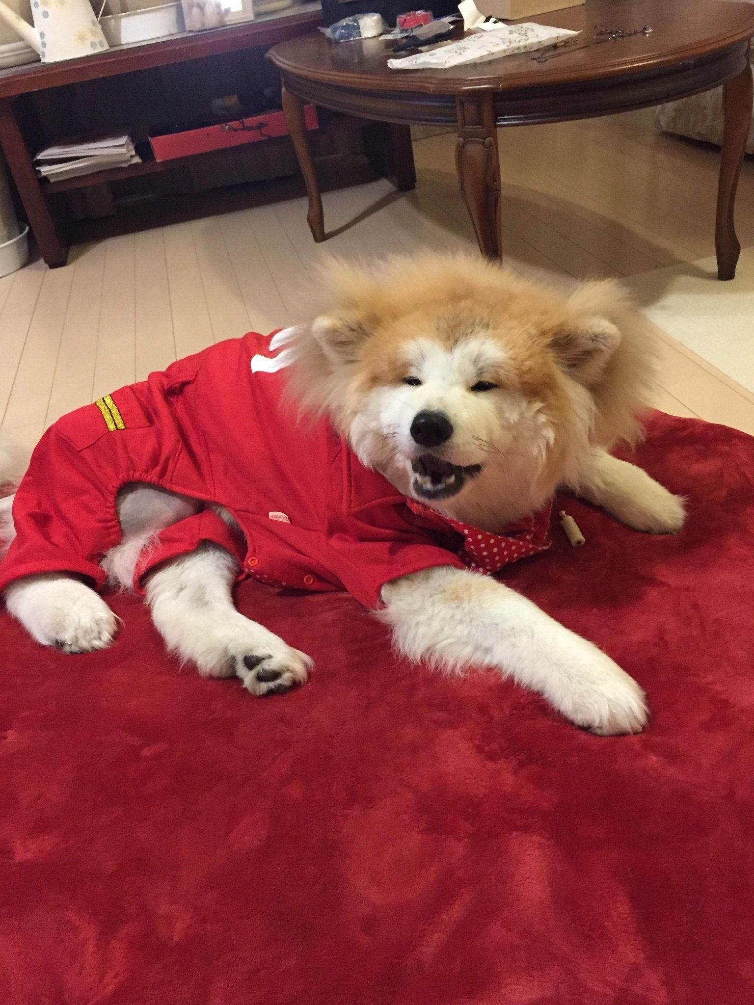 犬って笑う 柴崎さとみ Note 犬って笑う 柴崎さとみ Note