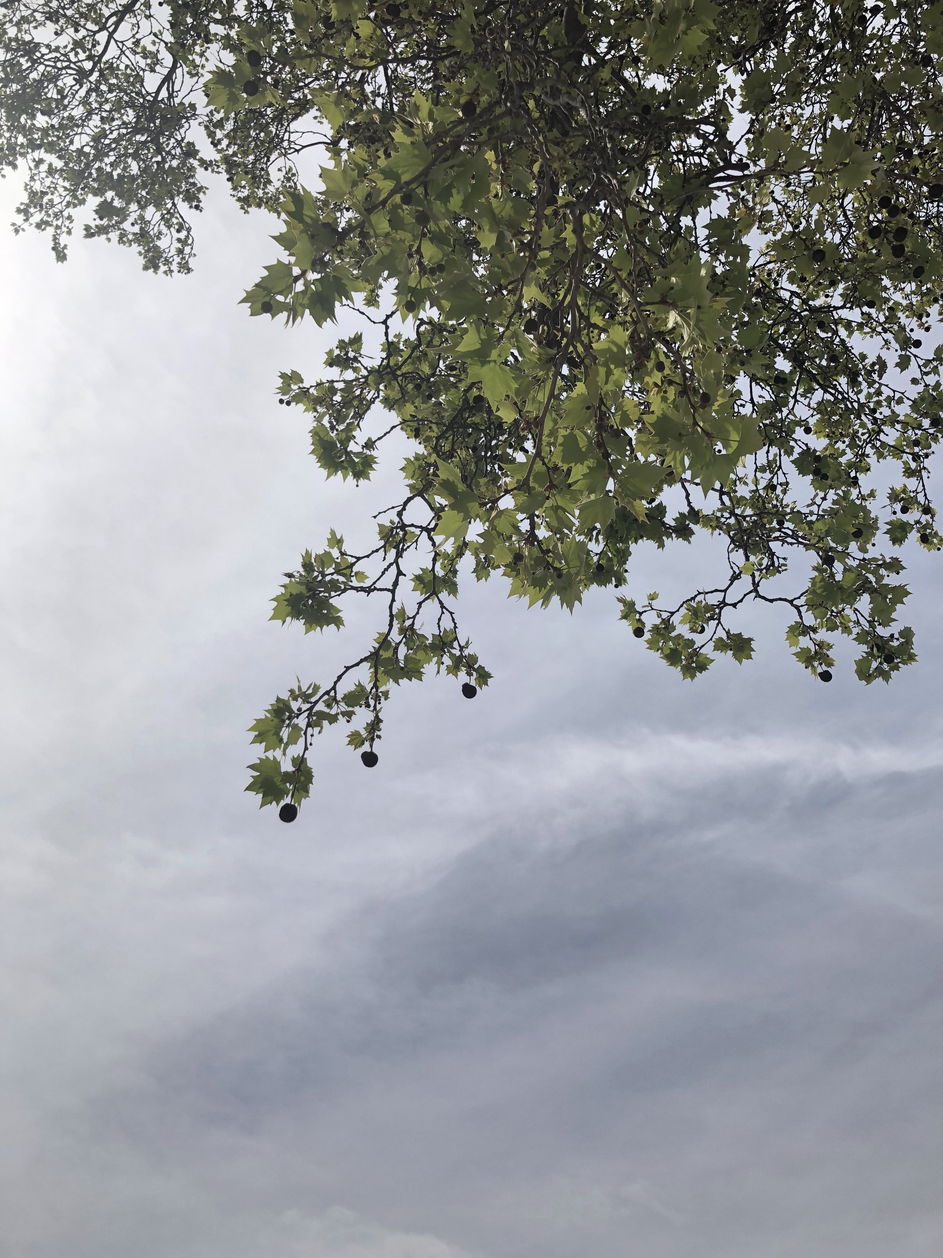地球の裏側の今日の空 Sumiko K アルゼンチン Note 地球の裏側の今日の空 Sumiko K アルゼンチン Note