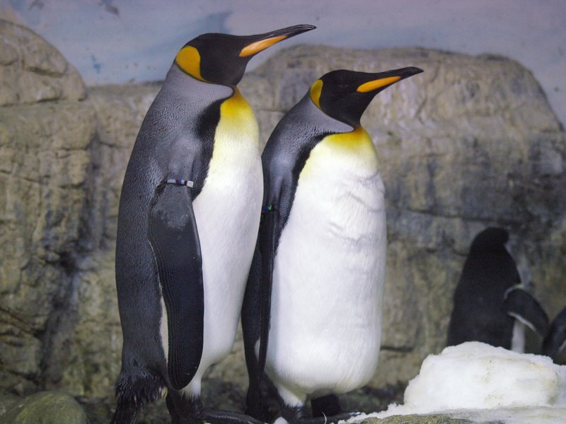 キングペンギン の新着タグ記事一覧 Note つくる つながる とどける