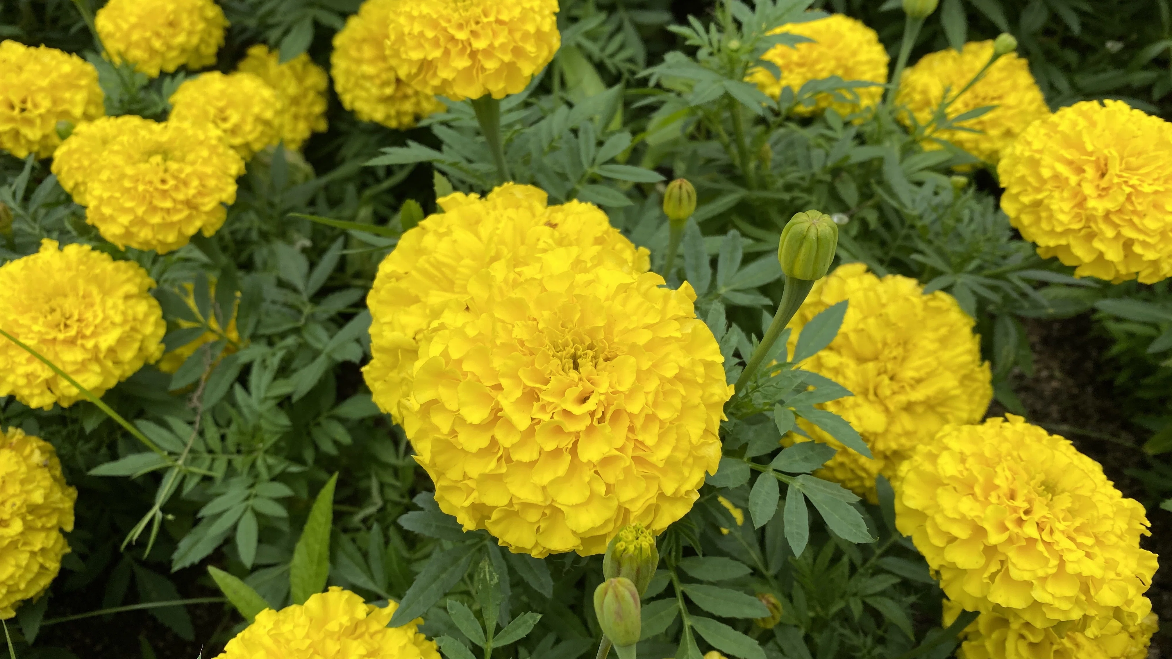 花の名前が知りたくて ちんたらとろこ Note