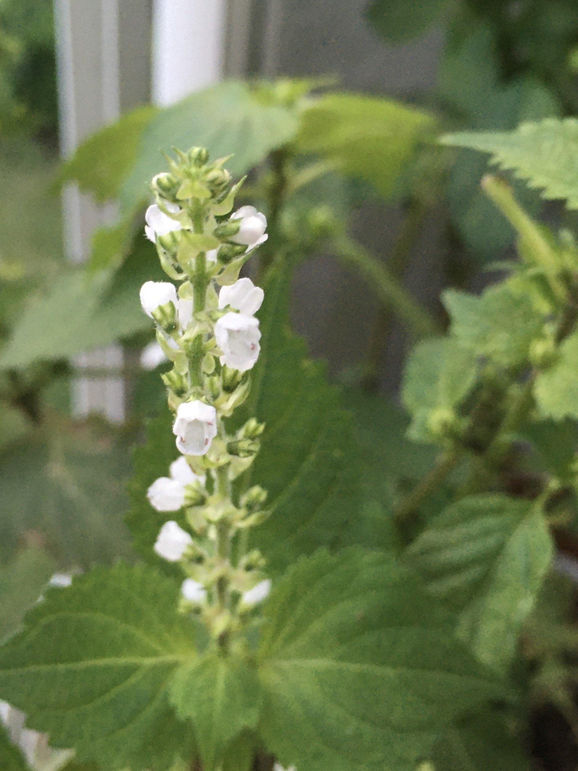 シソの花が咲いてます 山田智子 Cs60佐倉 Note