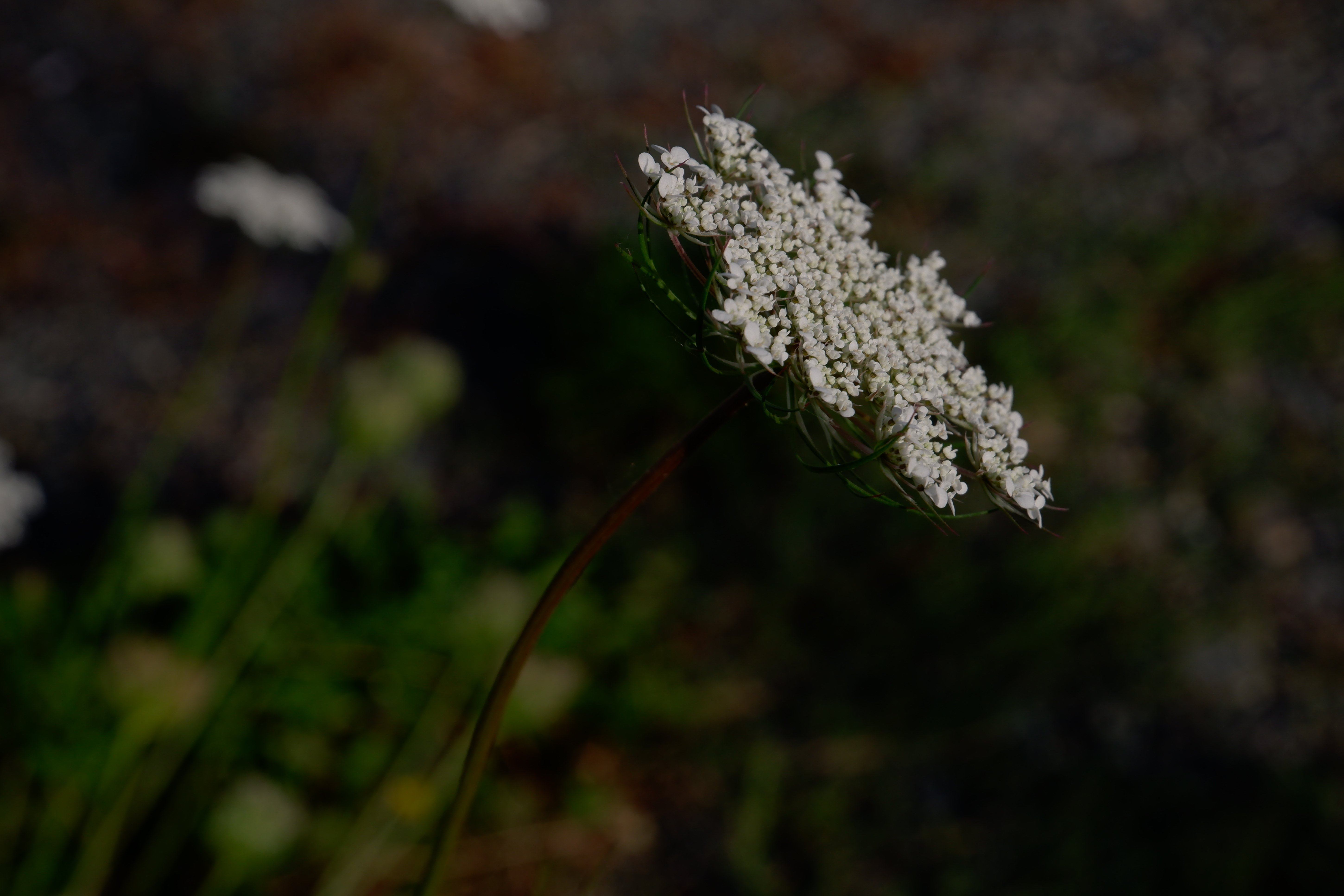 空地のノラニンジンの花 Serohan Note 空地のノラニンジンの花 Serohan Note