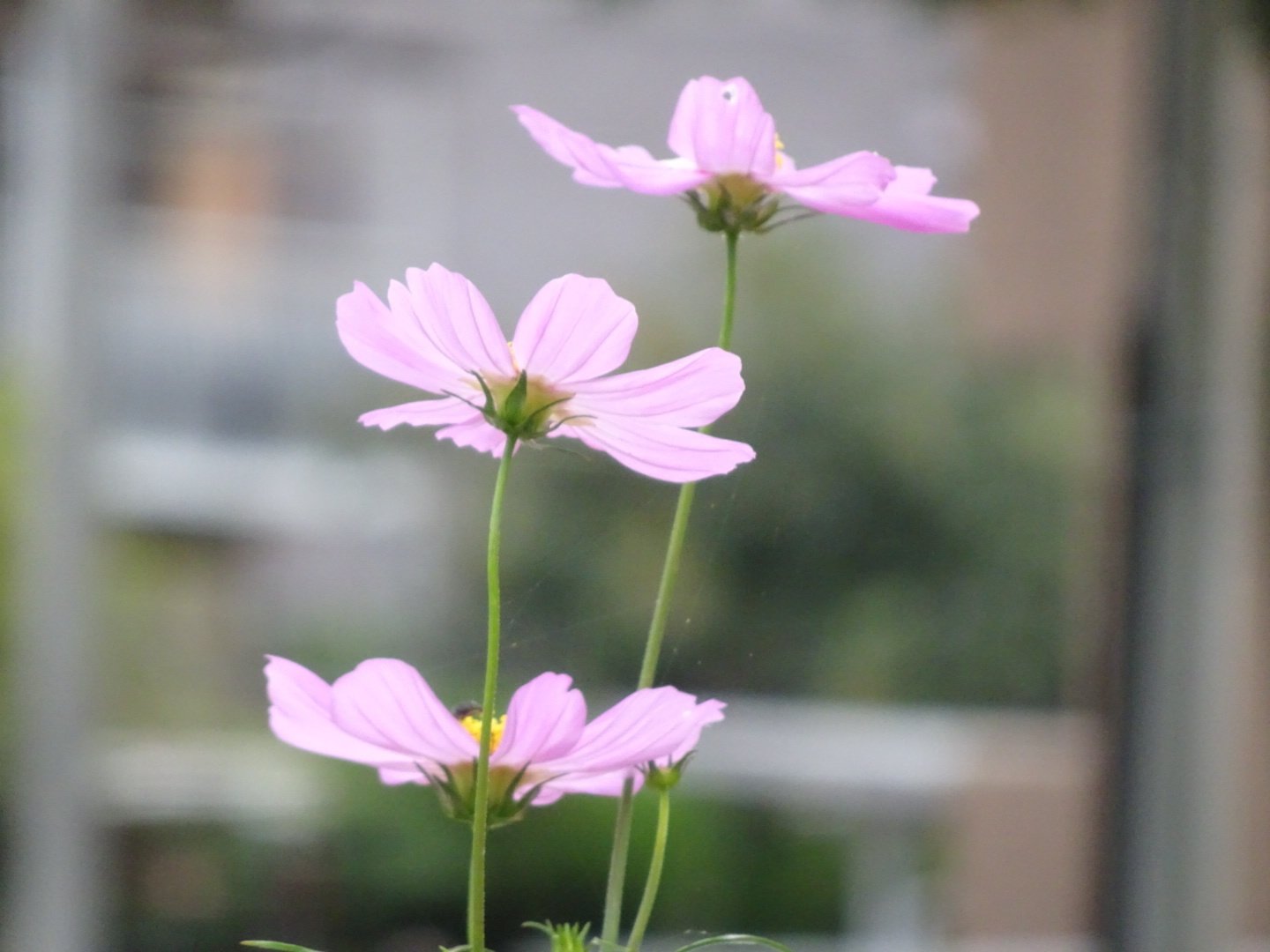 少しでも元気になってね ふぅ Note